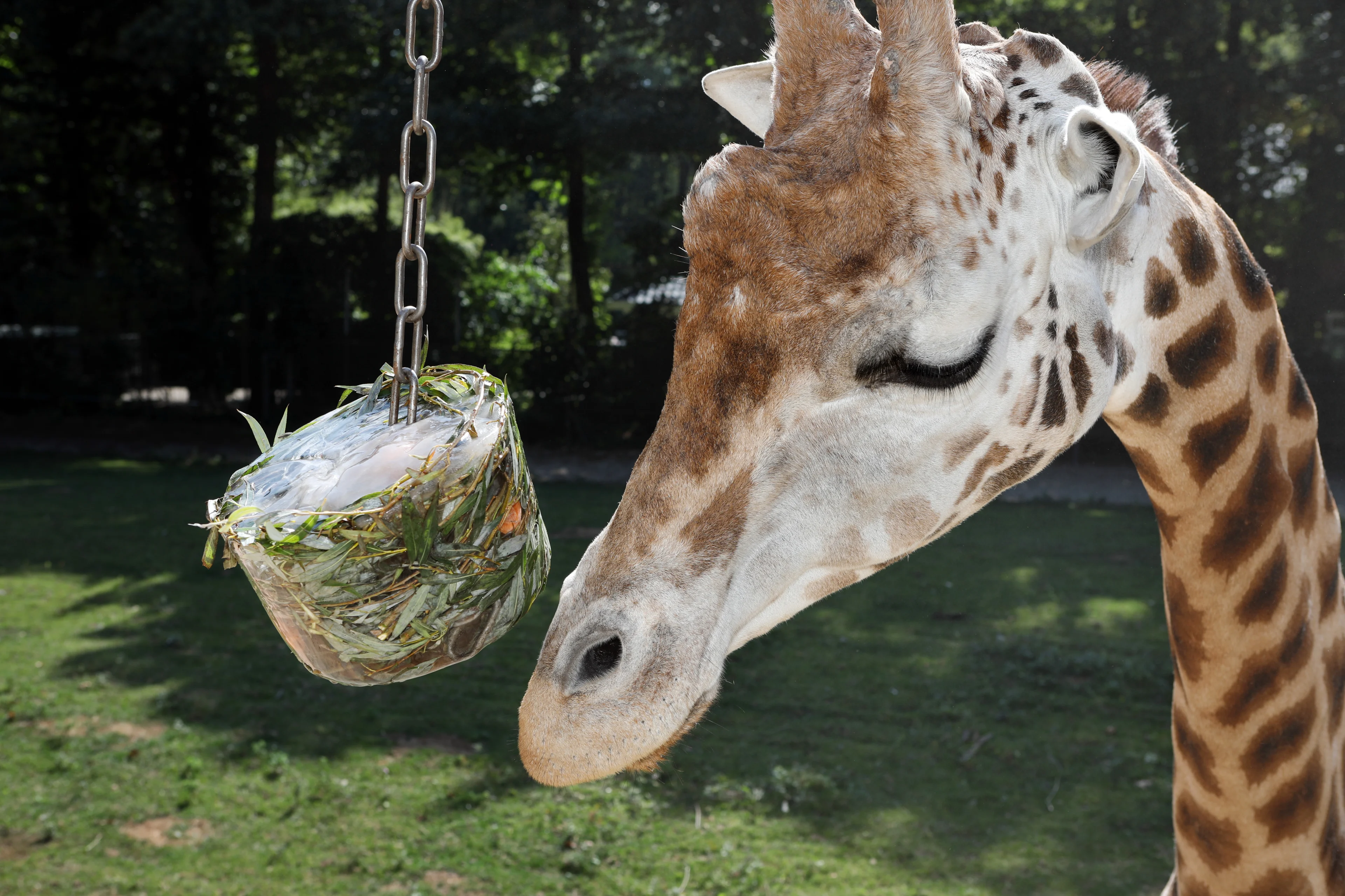 Ouwehands moet giraffe en mandril laten inslapen