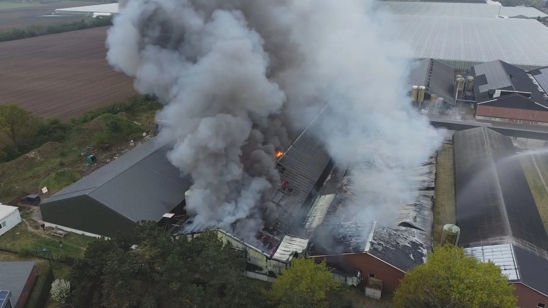 Duizenden kippen omgekomen bij grote brand in stallen in Heusden