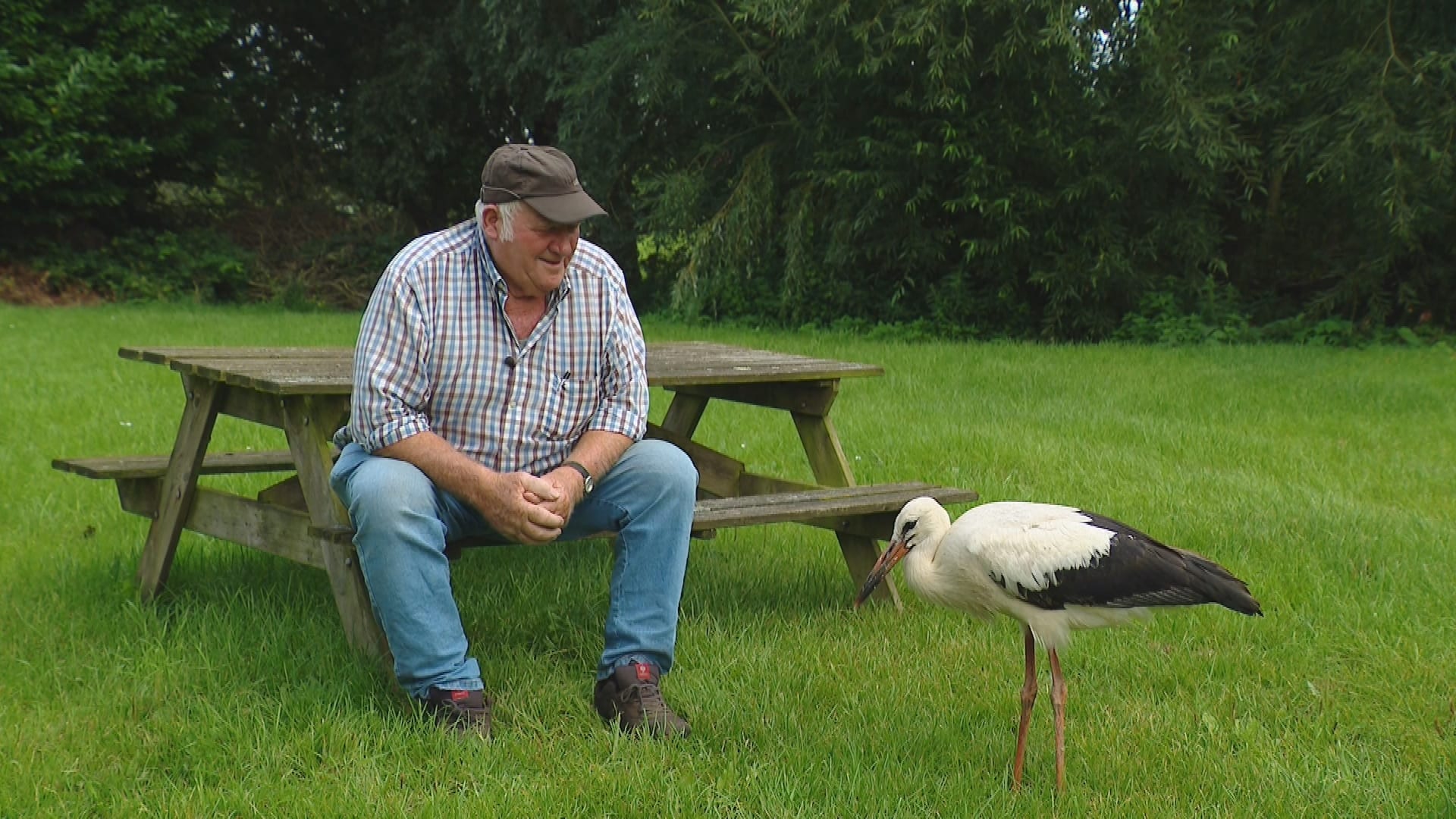 Ton uit Schalkwijk neemt ooievaar onder zijn vleugels na storm Poly