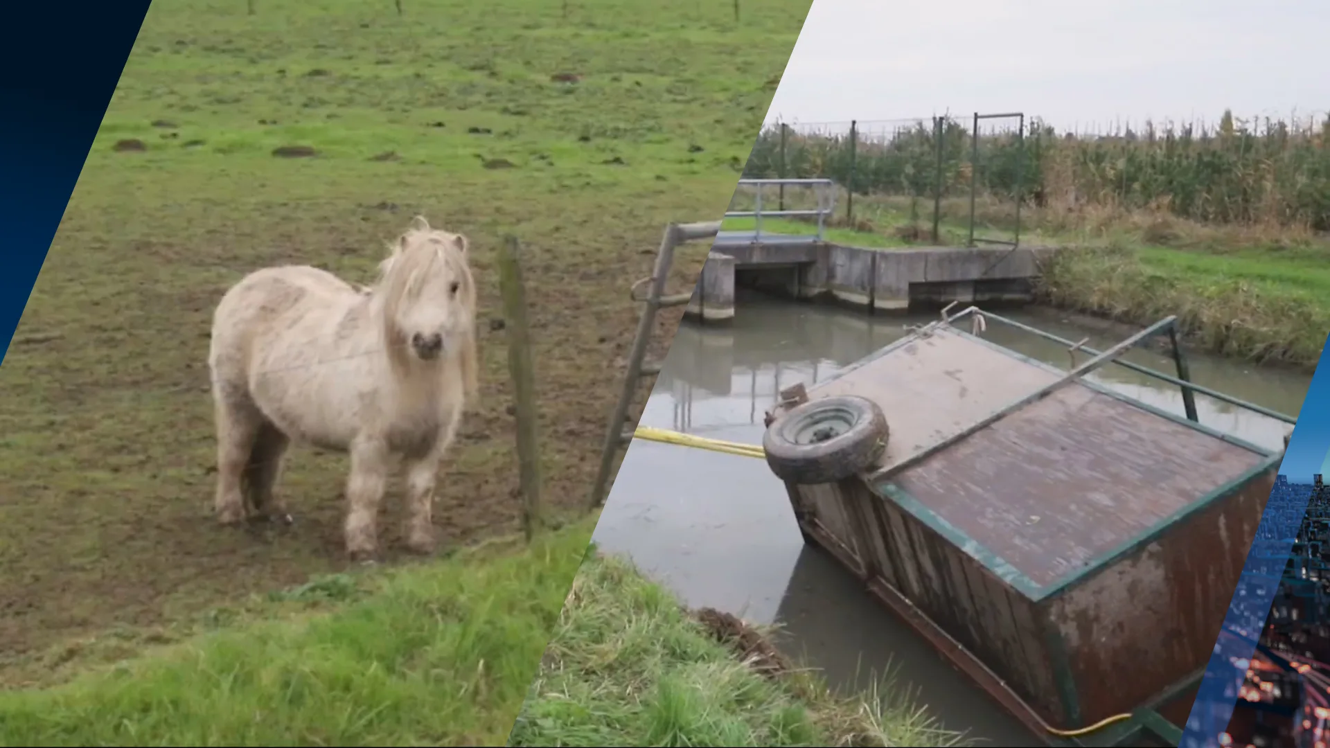Trekker met aanhanger vol pony’s te water: zes gered, één dood