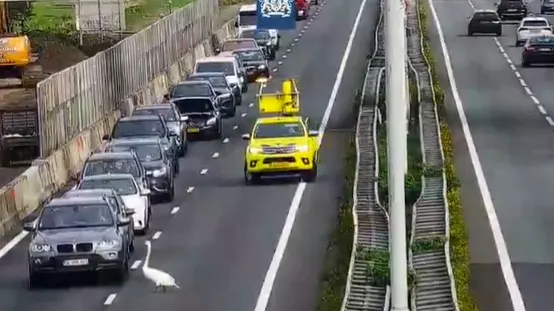 Zwaan doet dutje op A27 bij Gorinchem en legt verkeer stil