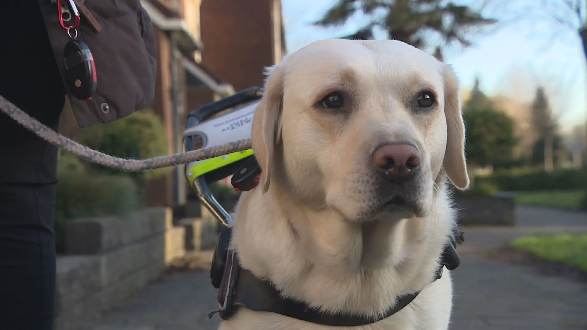Baasjes van hulphonden willen vuurwerkverbod: 'Ze raken helemaal in paniek'