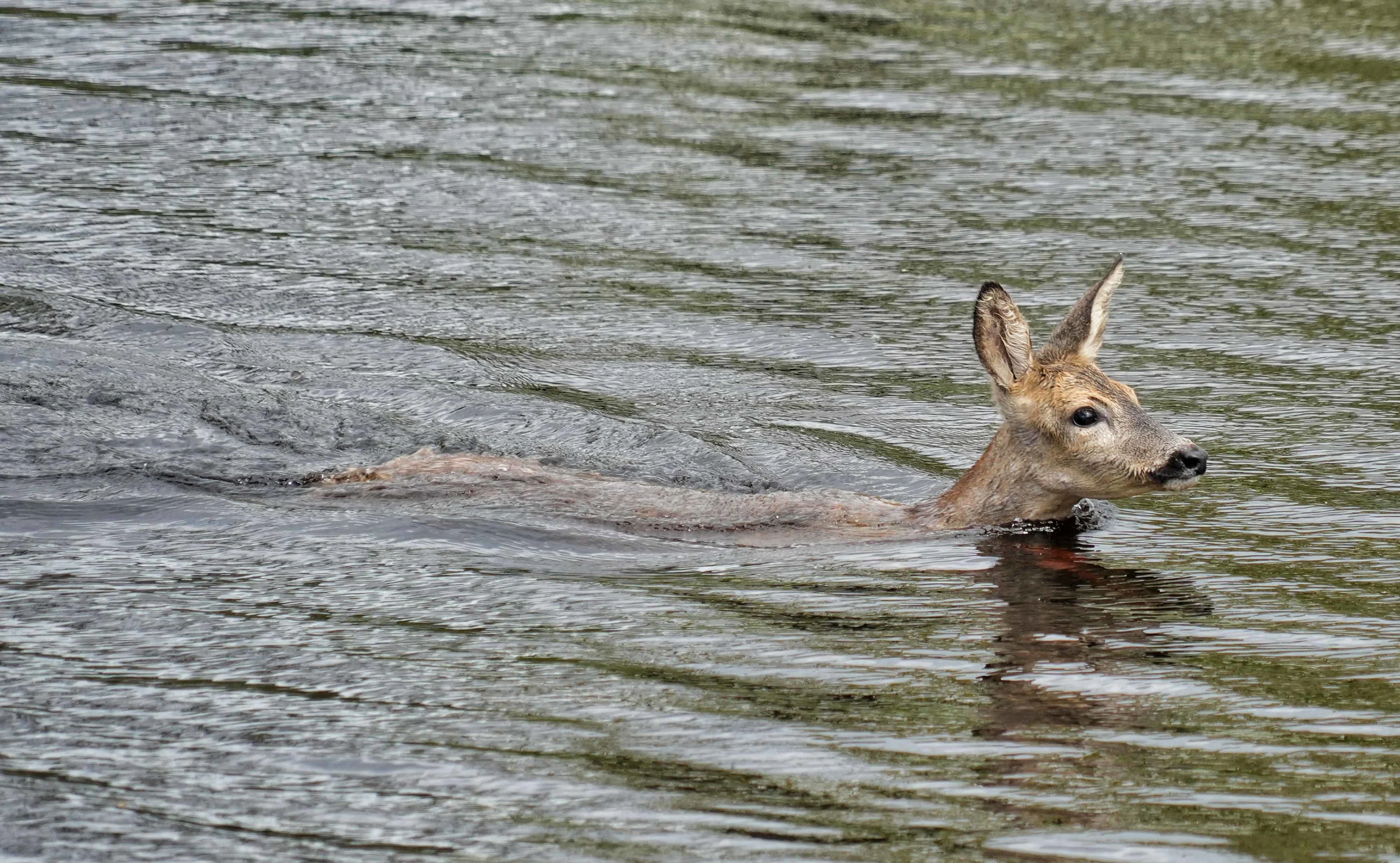 Brandweer redt ree uit kanaal in Assen