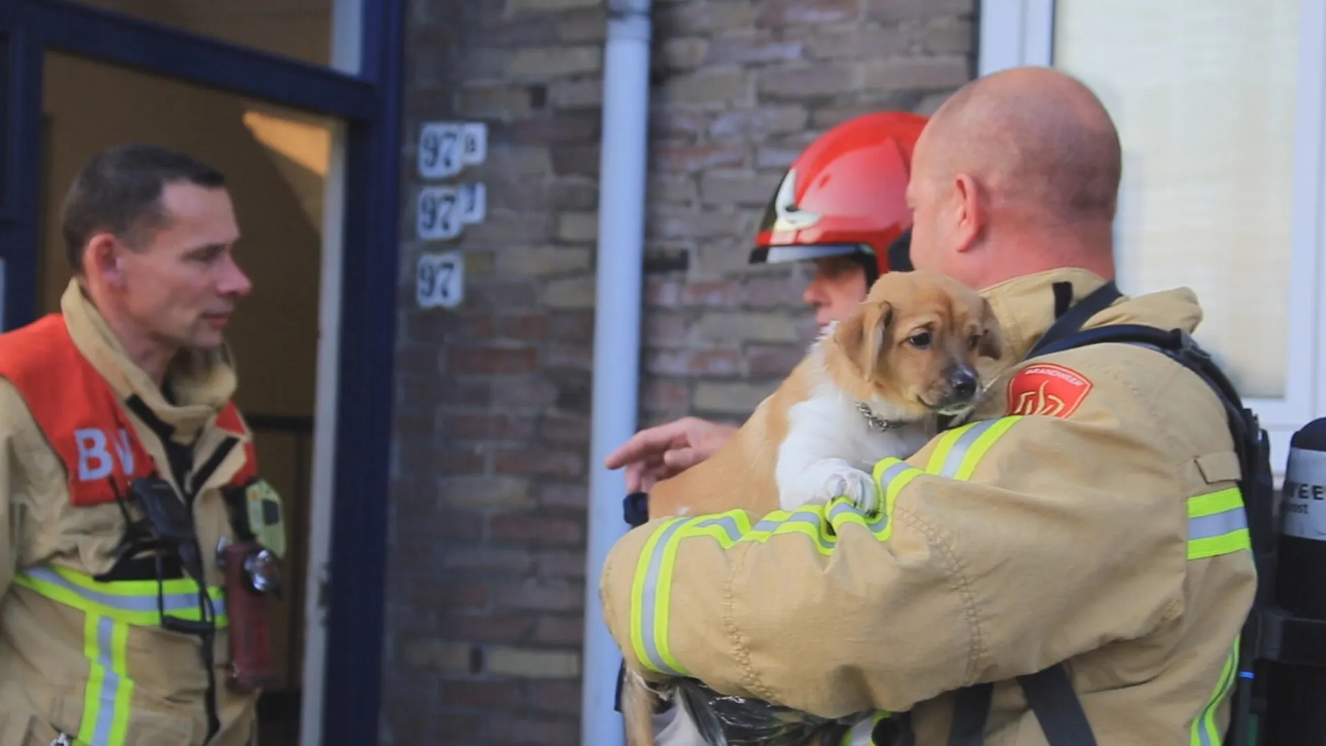 Brandweerhelden redden puppy bij keukenbrand in Helmond
