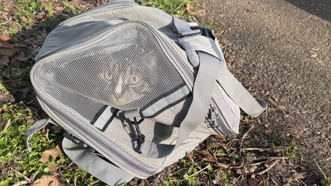 Twee gedumpte katten aangetroffen in park in Den Haag
