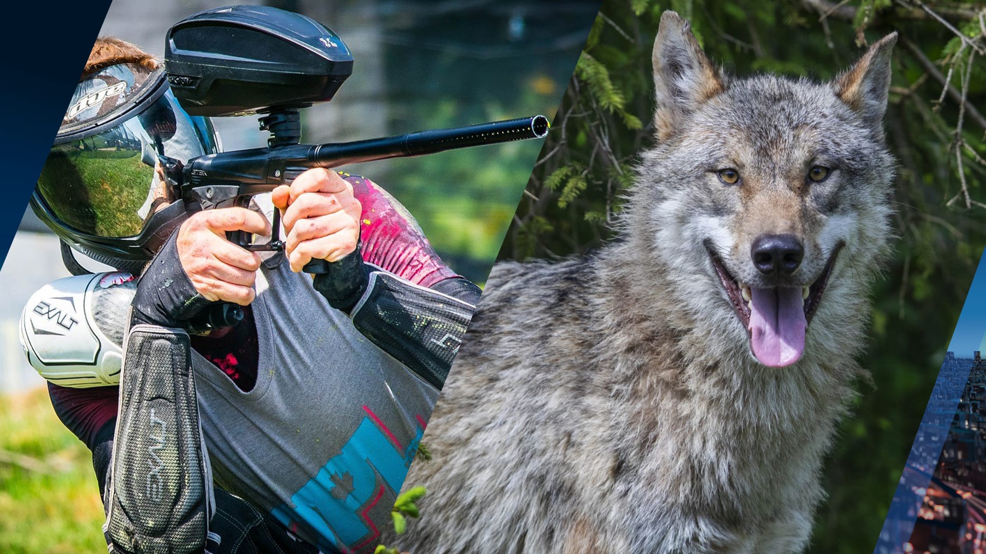Provincie Gelderland gaat voorlopig niet paintballen op niet-schuwe wolf