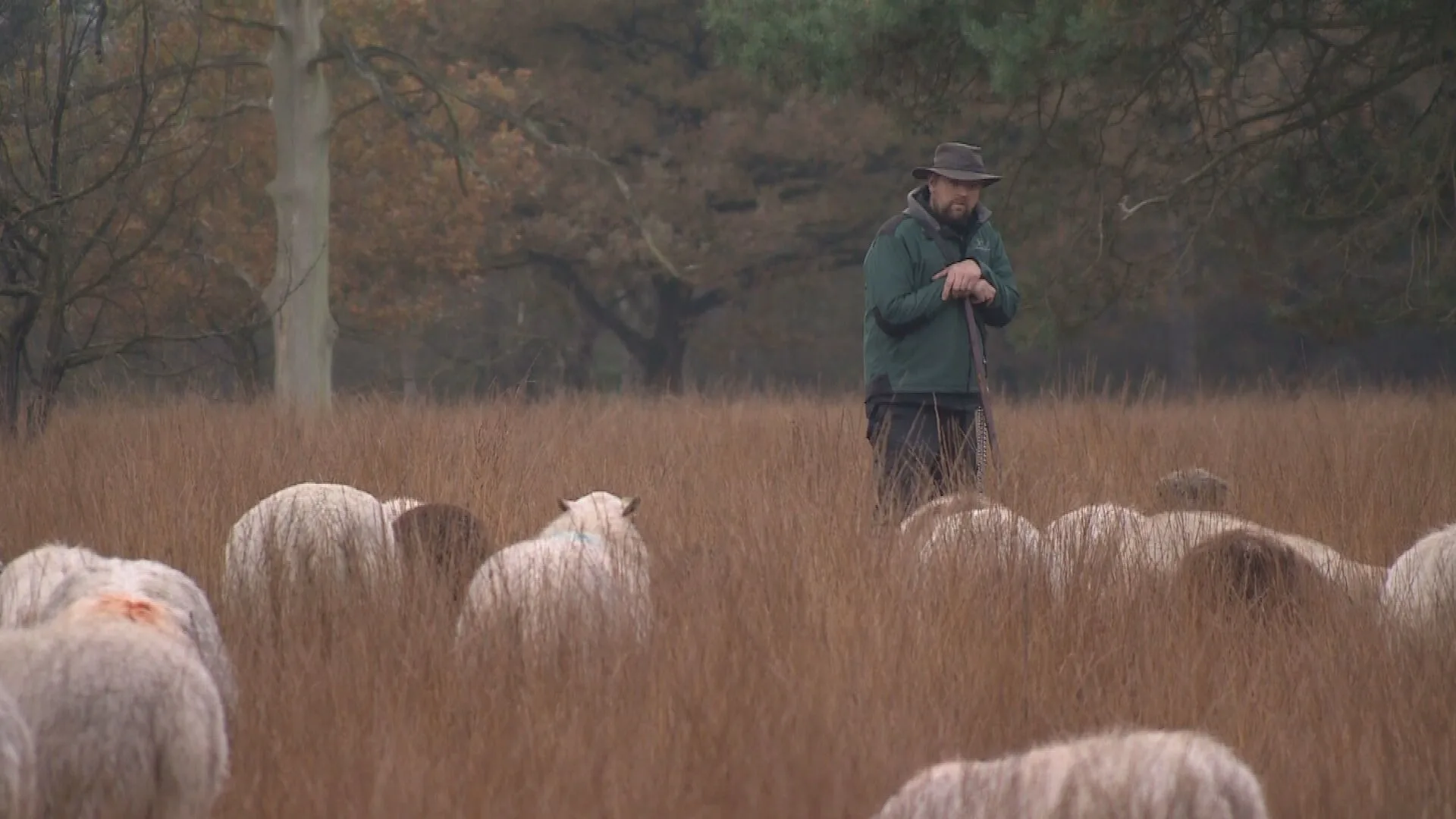 Grote zorgen bij herders om beëindiging subsidie: 'Als dit stopt dan moeten schapen naar de slacht'