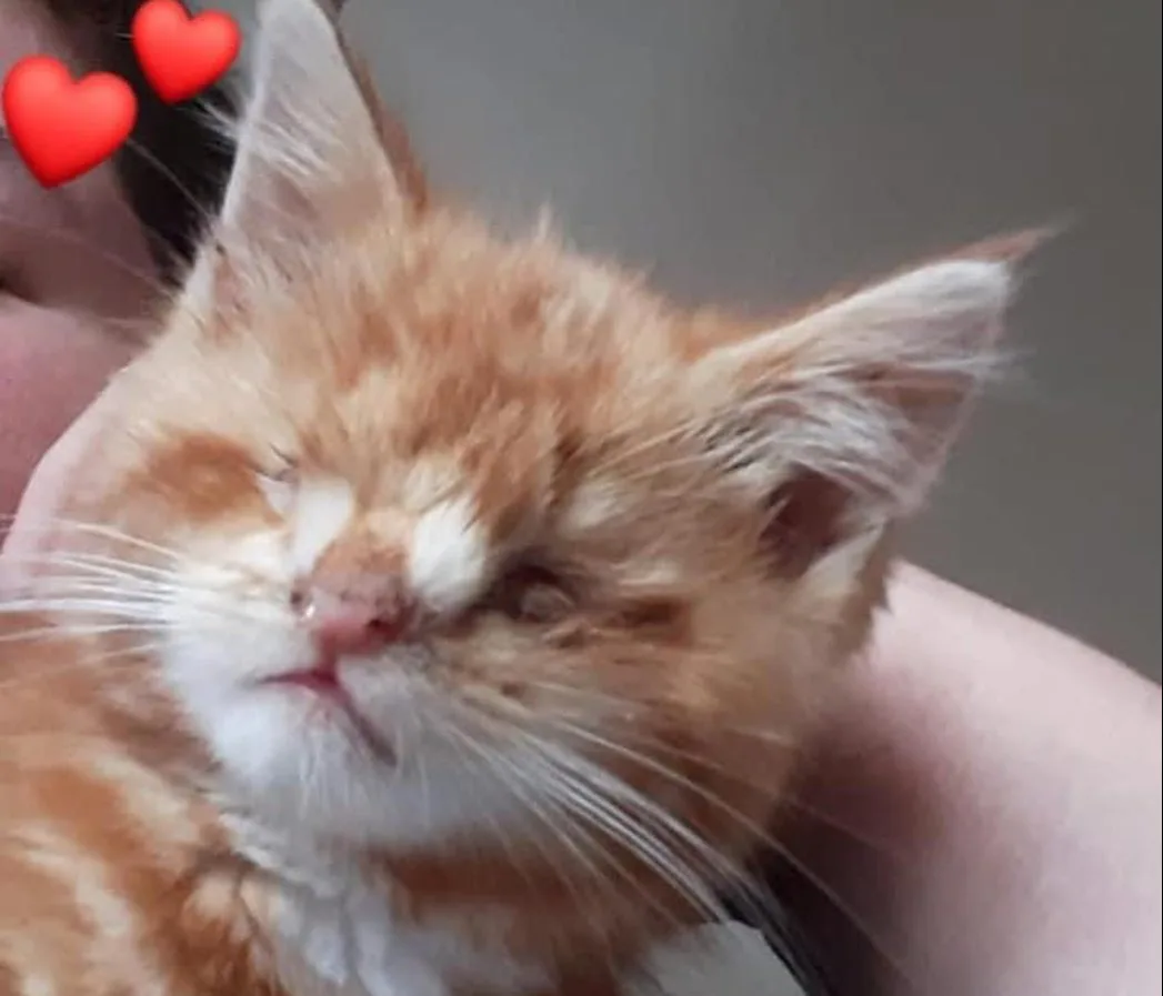 Blinde kitten Auggie moedwillig buiten gedumpt: 'Hier hebben we geen goed woord voor over'