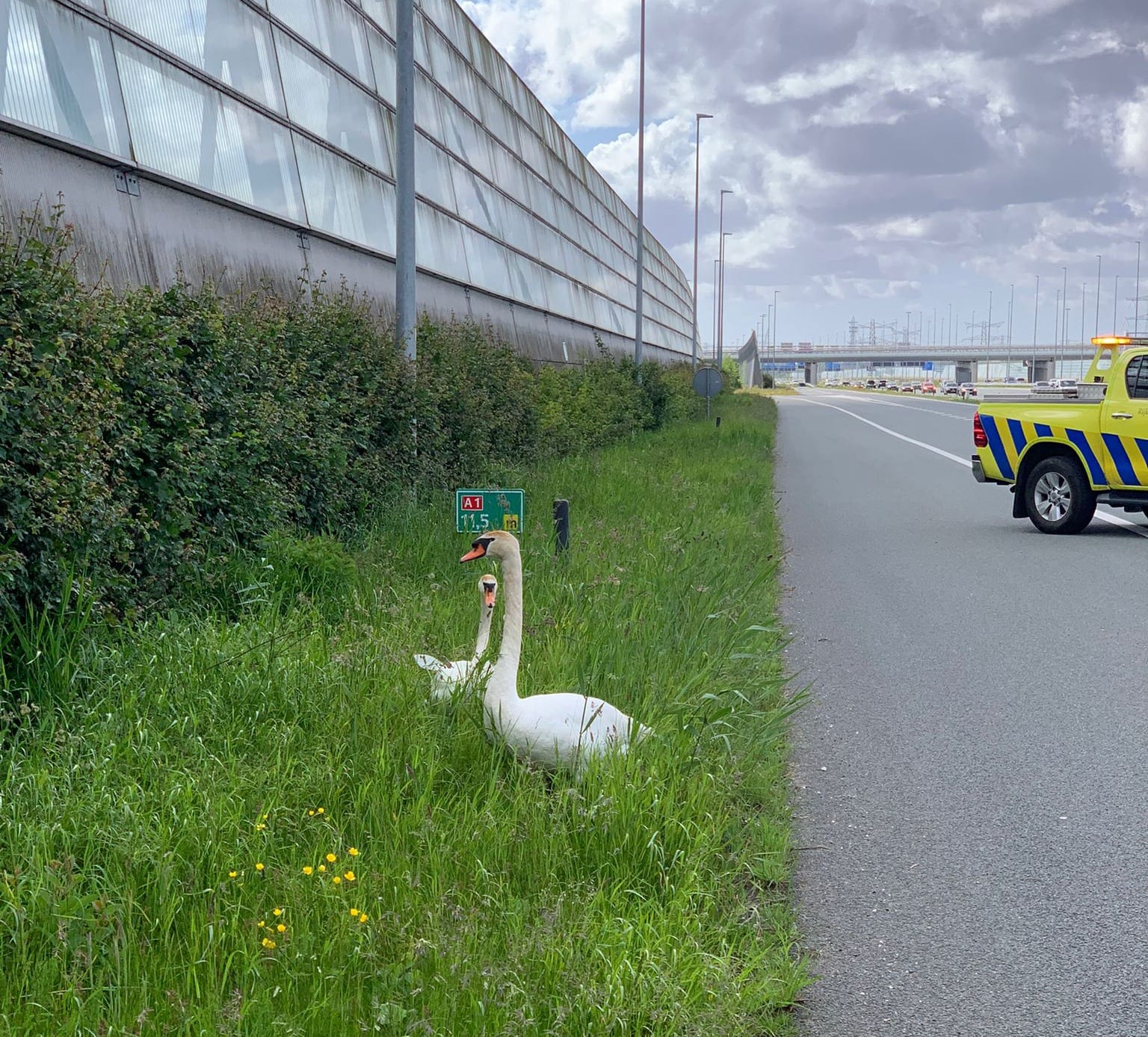 'Zwaanzinnige' upgrade voor langs A1 opgepikte gevederde familie