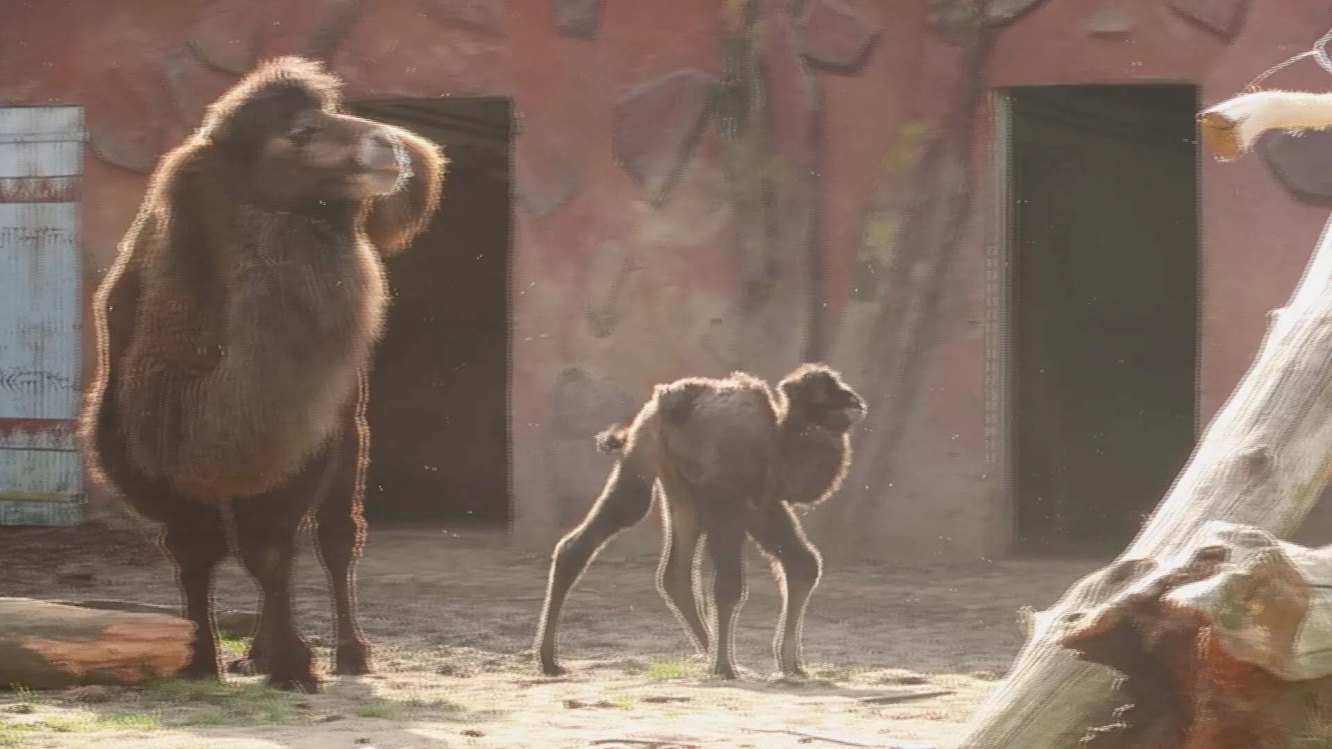 ZIEN: kameeltje geboren in DierenPark Amersfoort