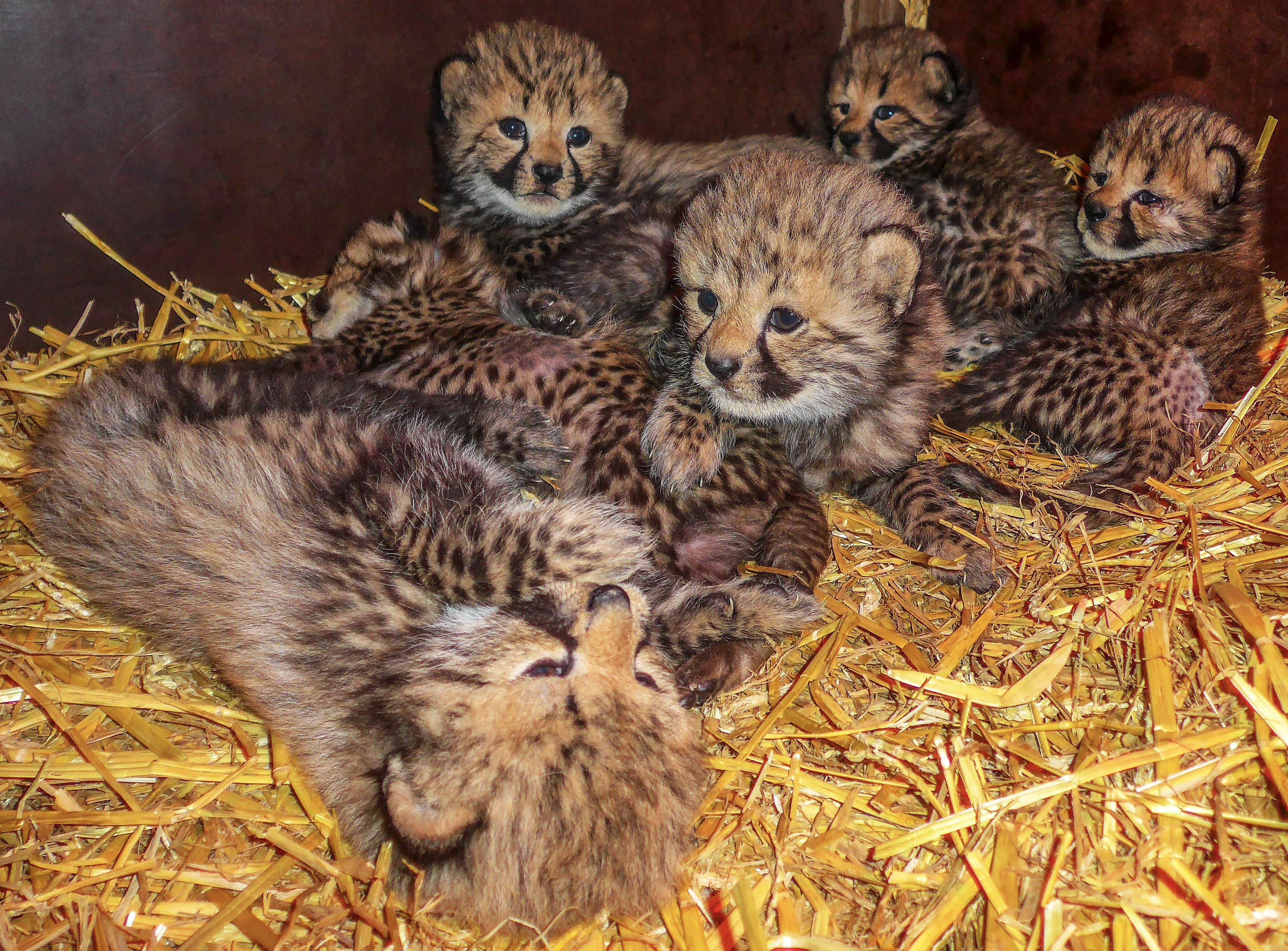 Bijzondere adoptie in Beekse Bergen: cheeta wordt pleegmoeder van drie welpjes