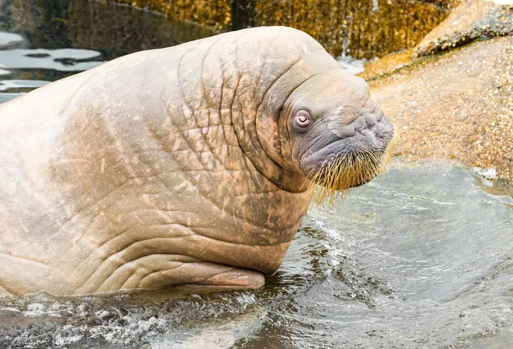 Dolfinarium in rouw gedompeld na overlijden walrus Olga: 'Lastige keuze gemaakt'