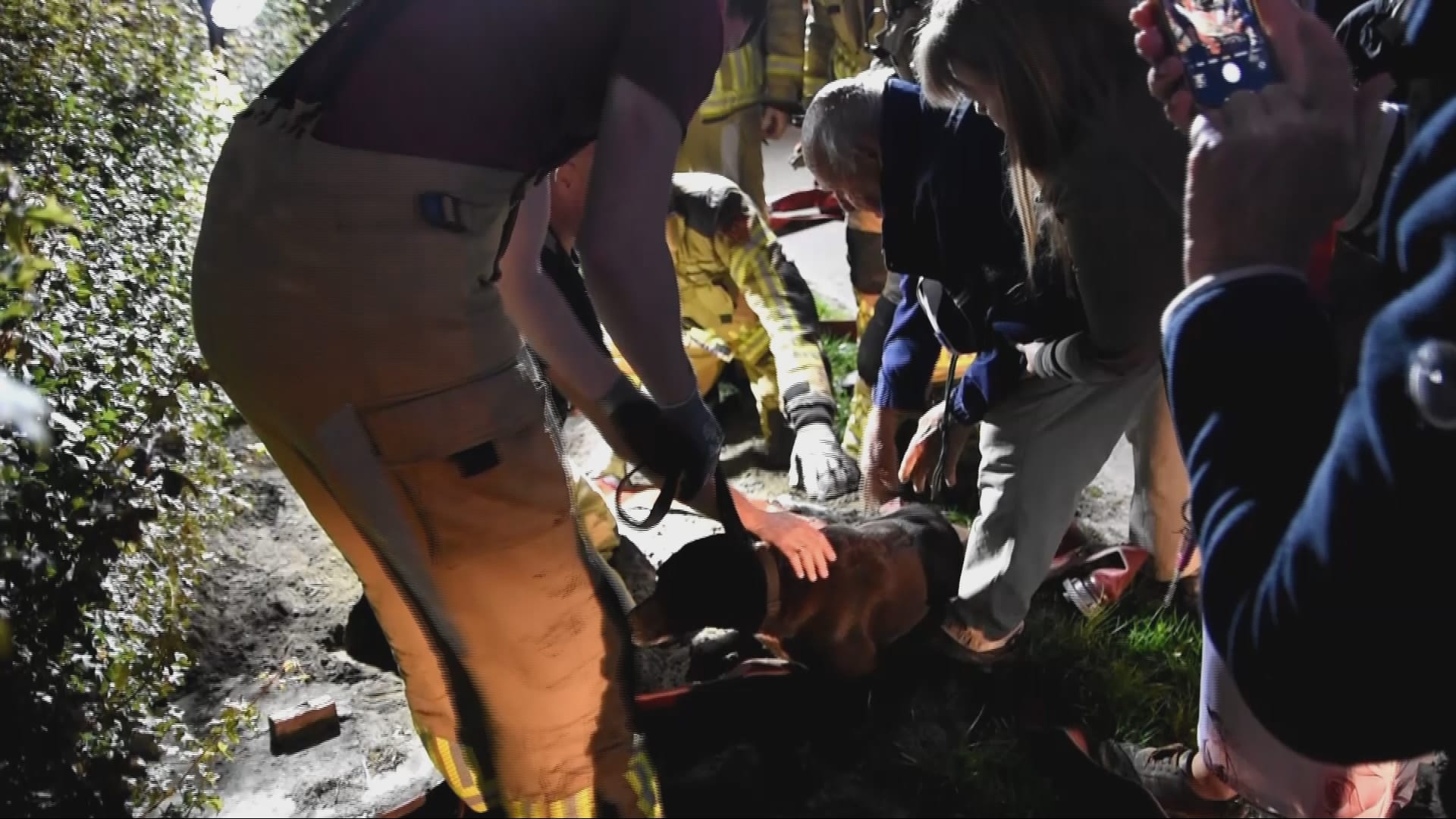 Vermiste hond na anderhalve dag gered uit rioolput in Wetering