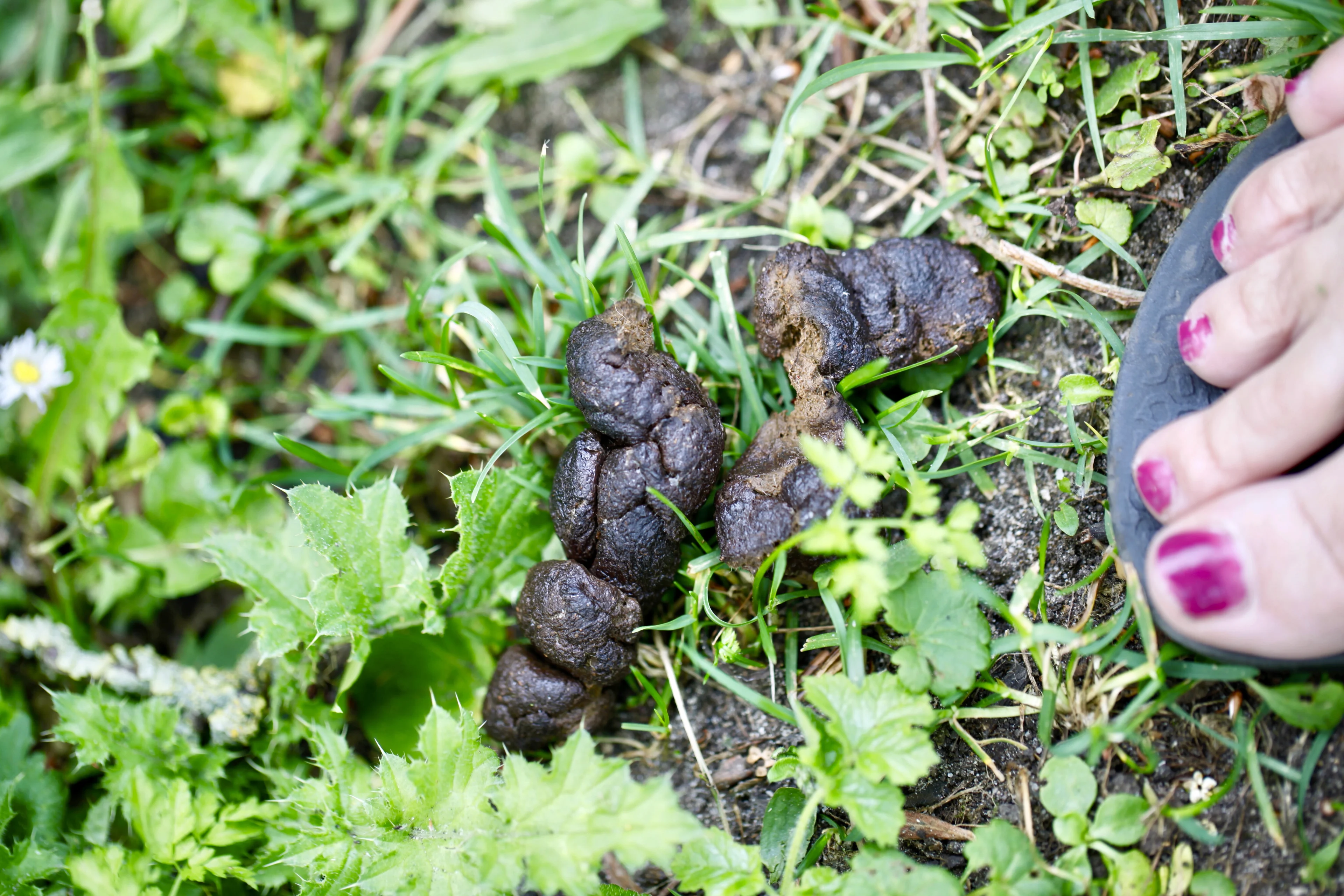 Wildpoepers in Schoorlse Duinen door gesloten openbare toiletten
