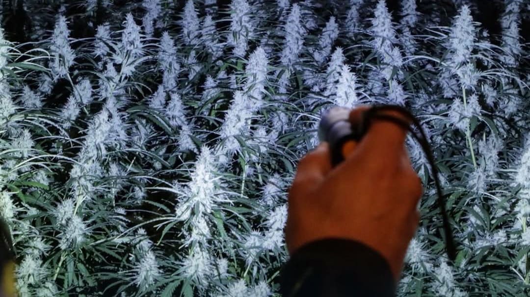 Sneeuwvrij dak leidt politie naar hennepkwekerij in Almelo