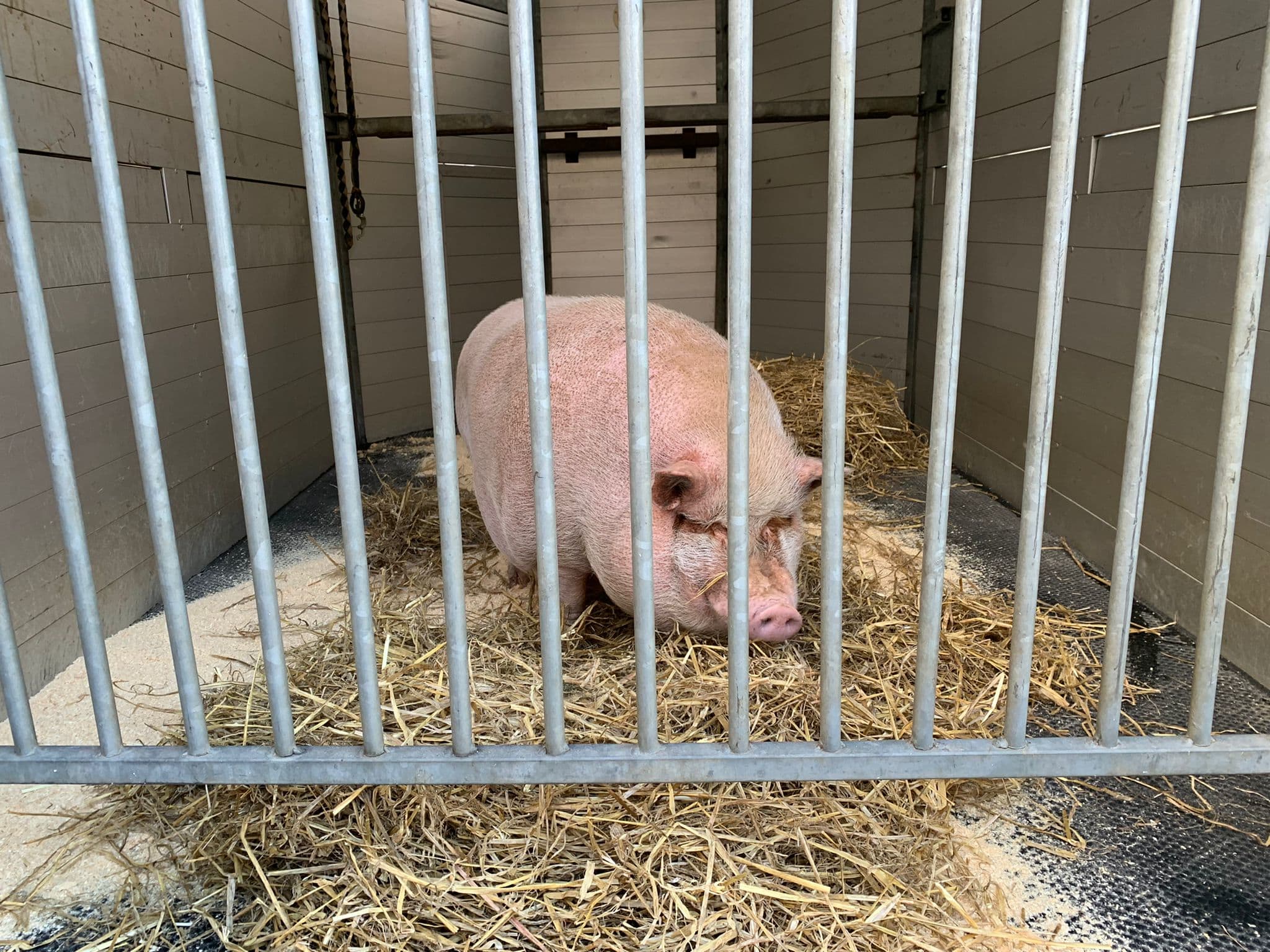 Vrouw houdt varken in schuurtje van Rotterdams rijtjeshuis