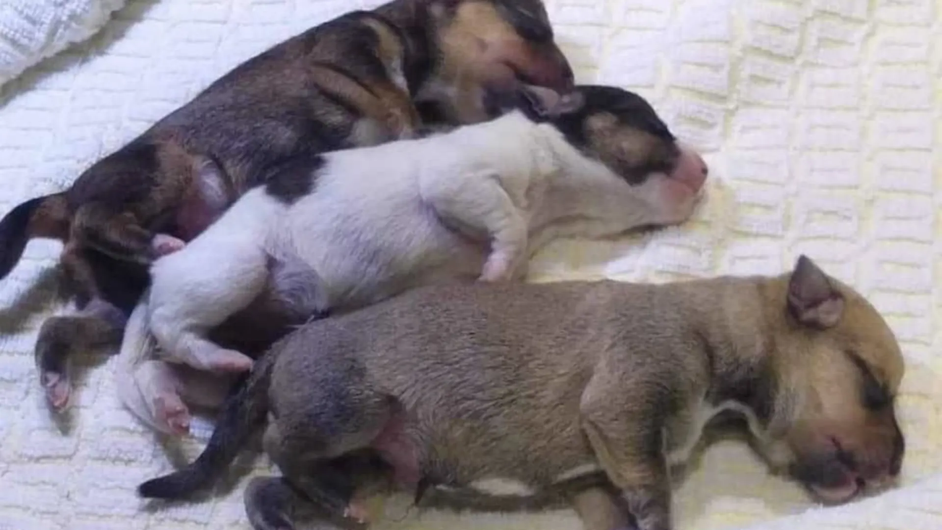 Gedumpte puppy Olimar alsnog overleden na vondst in Frozen-rugzak bij Deventer