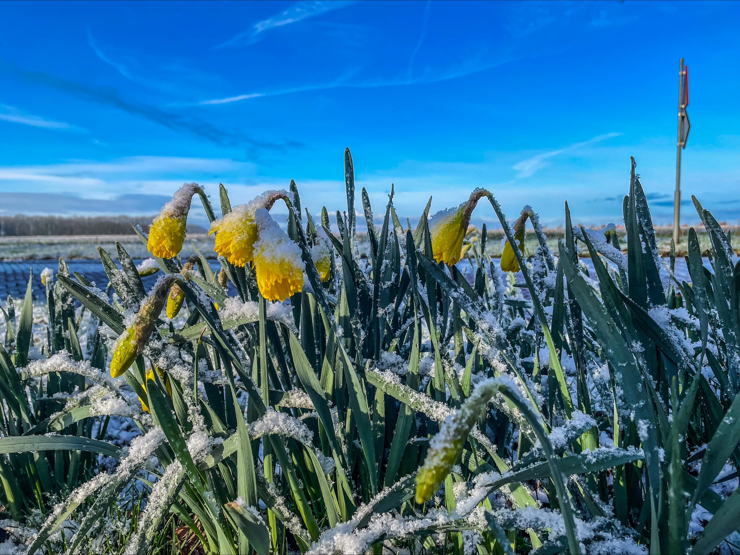 Lente nog niet in zicht, komende week kans op sneeuwbuien