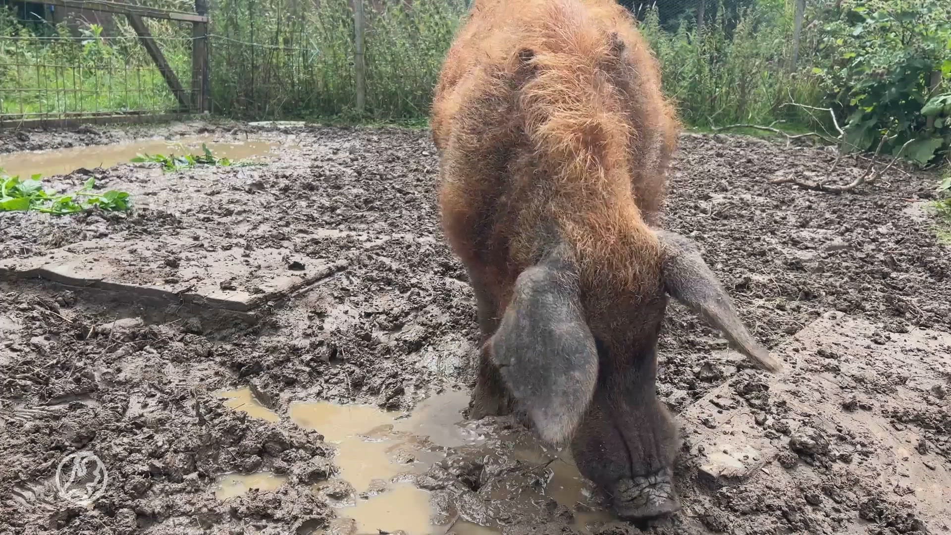 Gratis en voor niets.. wie wil Buni het wolvarken hebben?