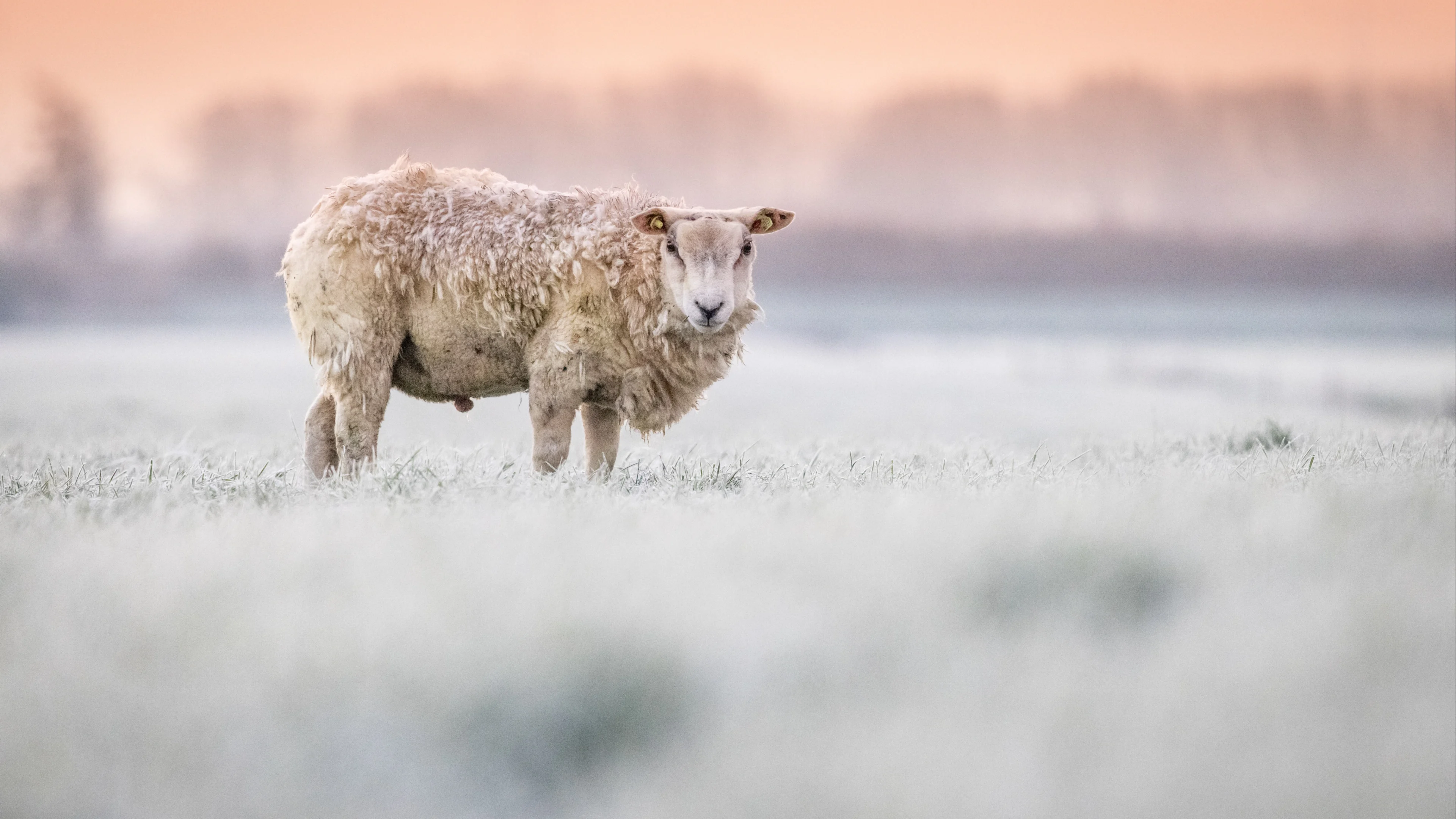 Winterse periode op komst: temperaturen volgende week onder nul 
