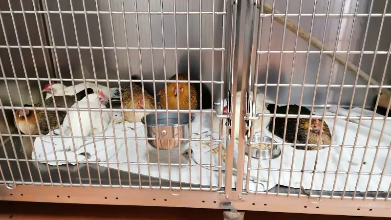 Politie vindt tientallen verwaarloosde dieren in Wijhe, eigenaar aangehouden