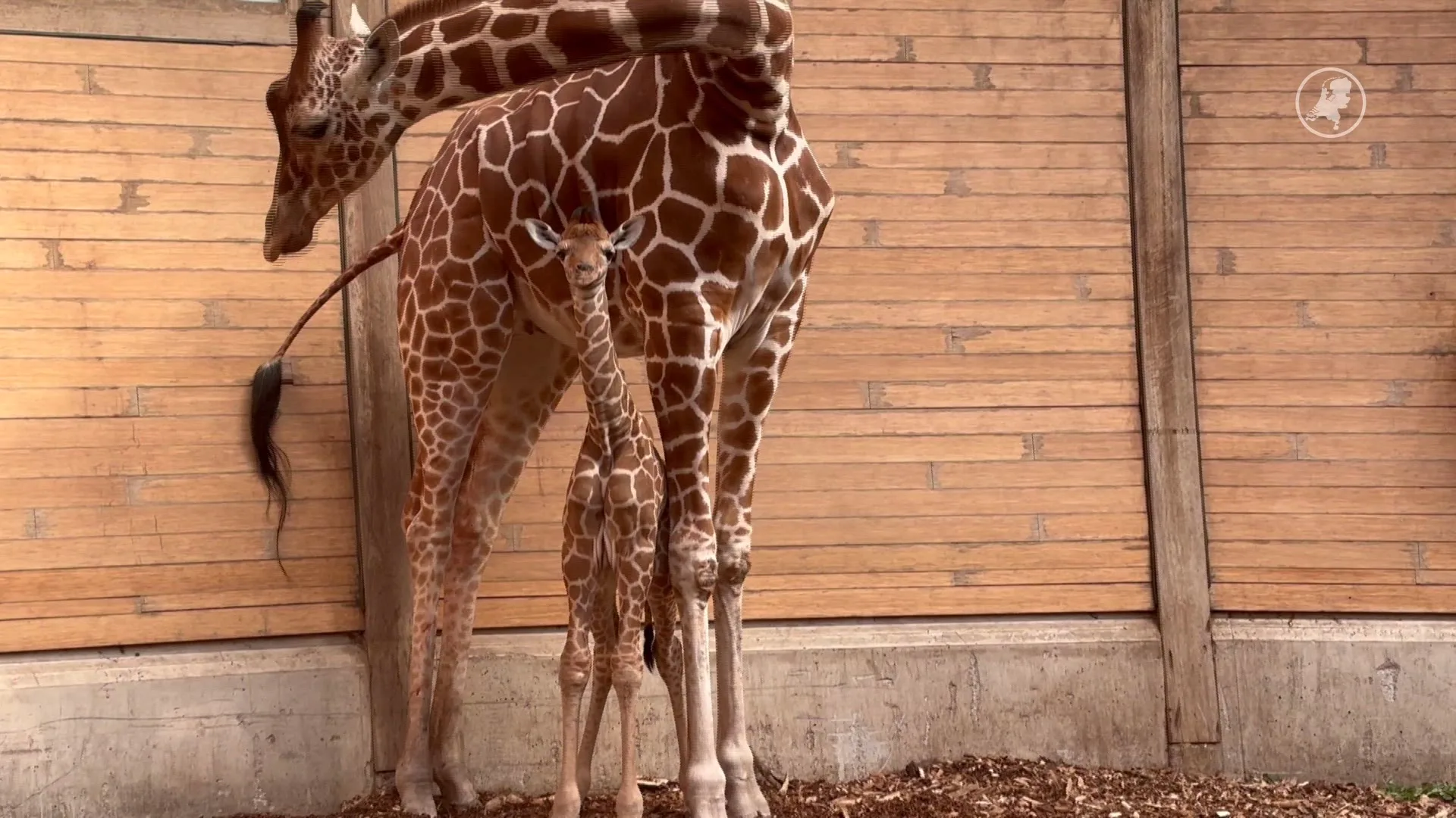 Goed nieuws voor bedreigde soort: girafje geboren in Blijdorp