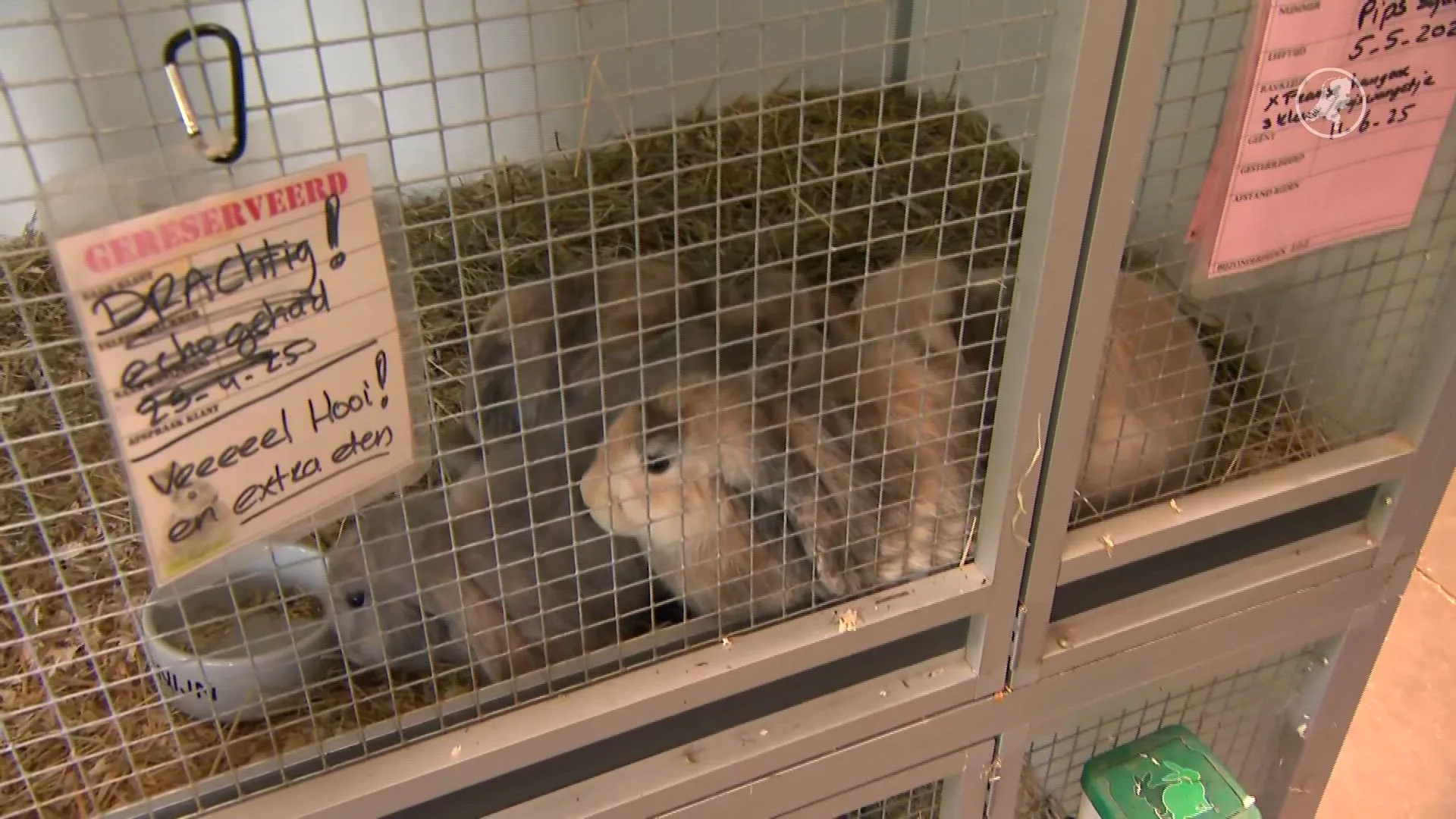 Dierenopvang Zwolle puilt uit: meer dan 700 dieren tegelijk