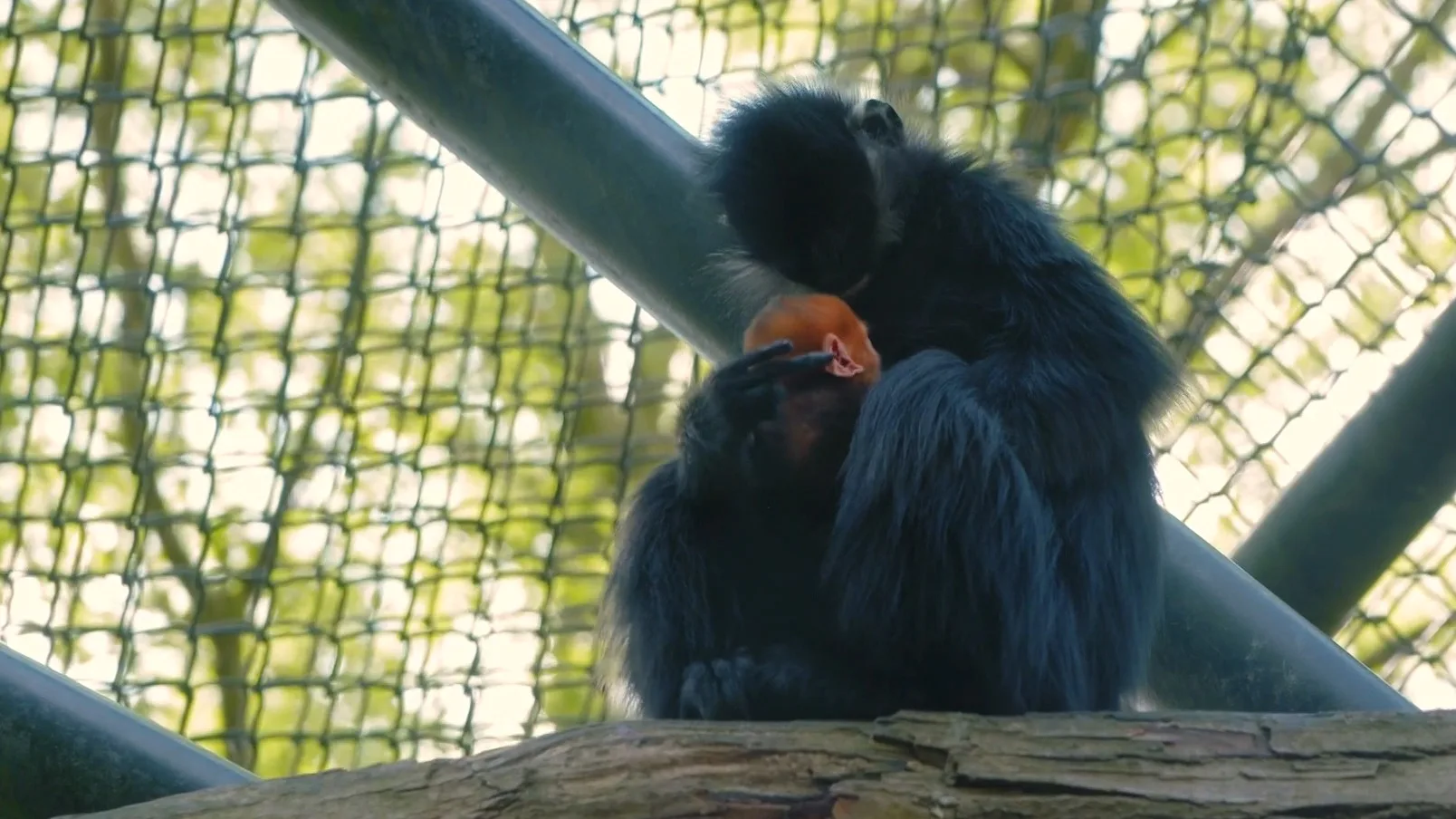 ZIEN: oranje aapje geboren in Diergaarde Blijdorp
