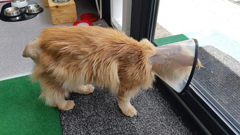 Garfield's staart geamputeerd na mogelijke mishandeling