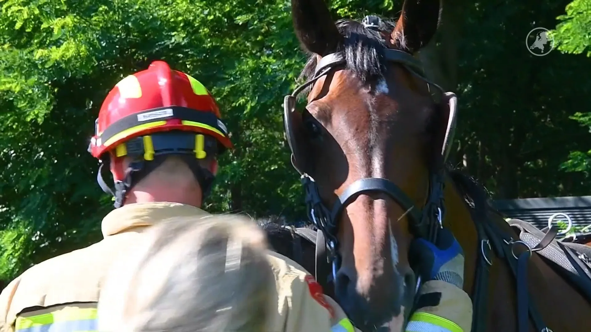 Paarden slaan op hol in Bladel: man zwaargewond 