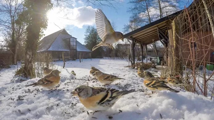 Kepen komen massaal naar Nederland door strenge winter in Scandinavië