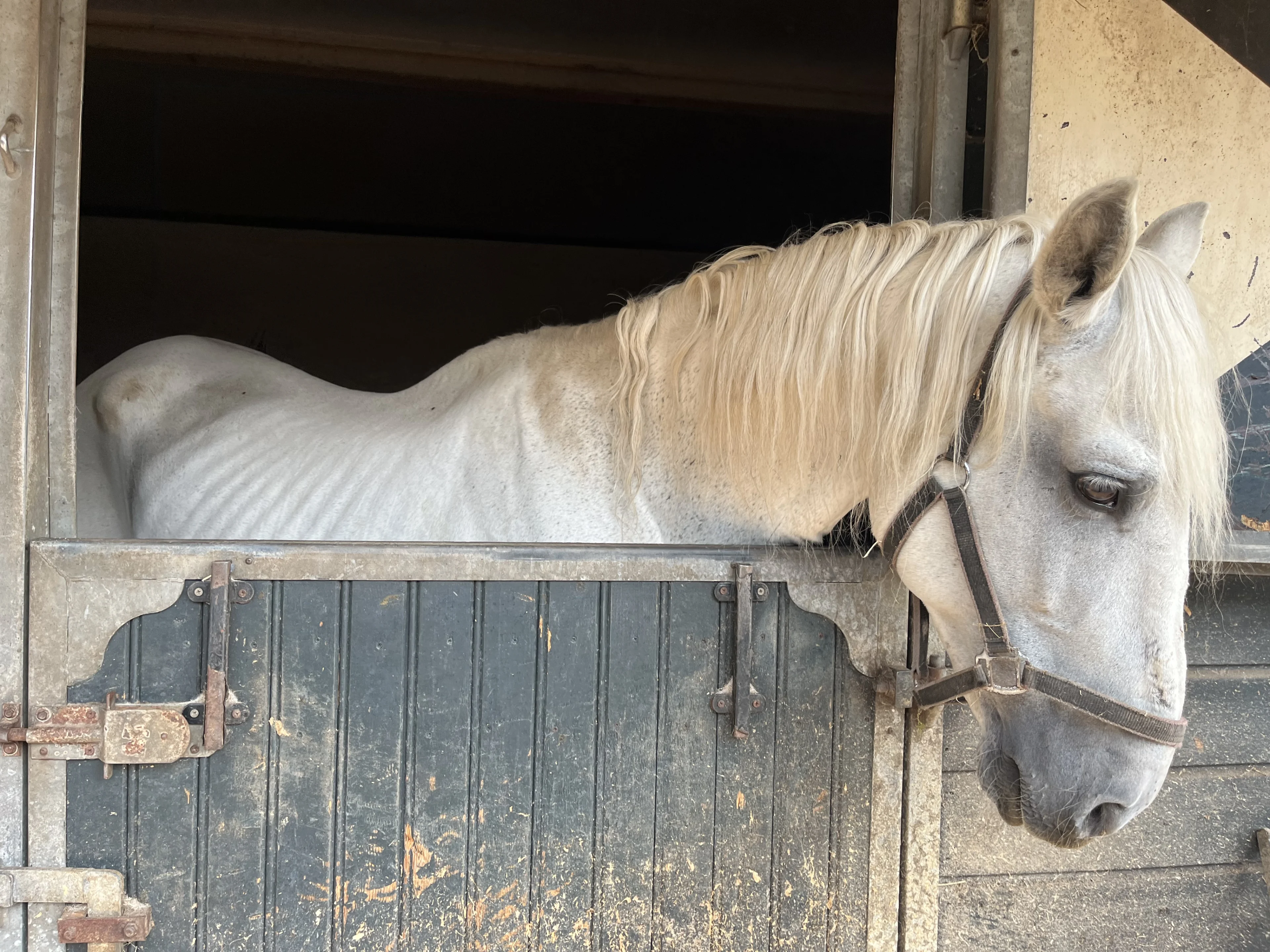 Paarden uitgehongerd in Meijerijstad: 2 ingeslapen en 14 in bewaring genomen
