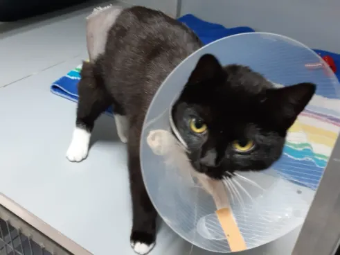 Politie Waalwijk jaagt op kattenmishandelaar