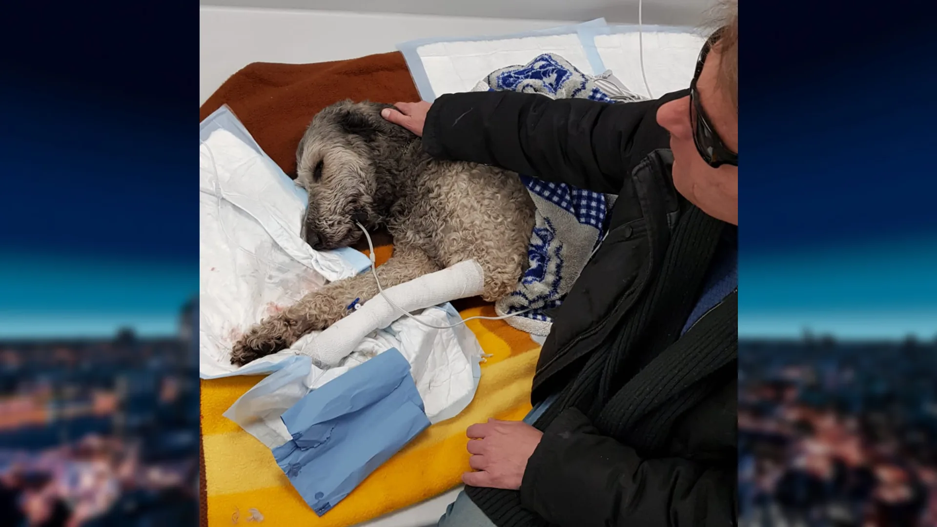 Blindengeleidehond valt halfdood neer na vergiftiging: 'Dierenarts had nog nooit zoiets gezien'