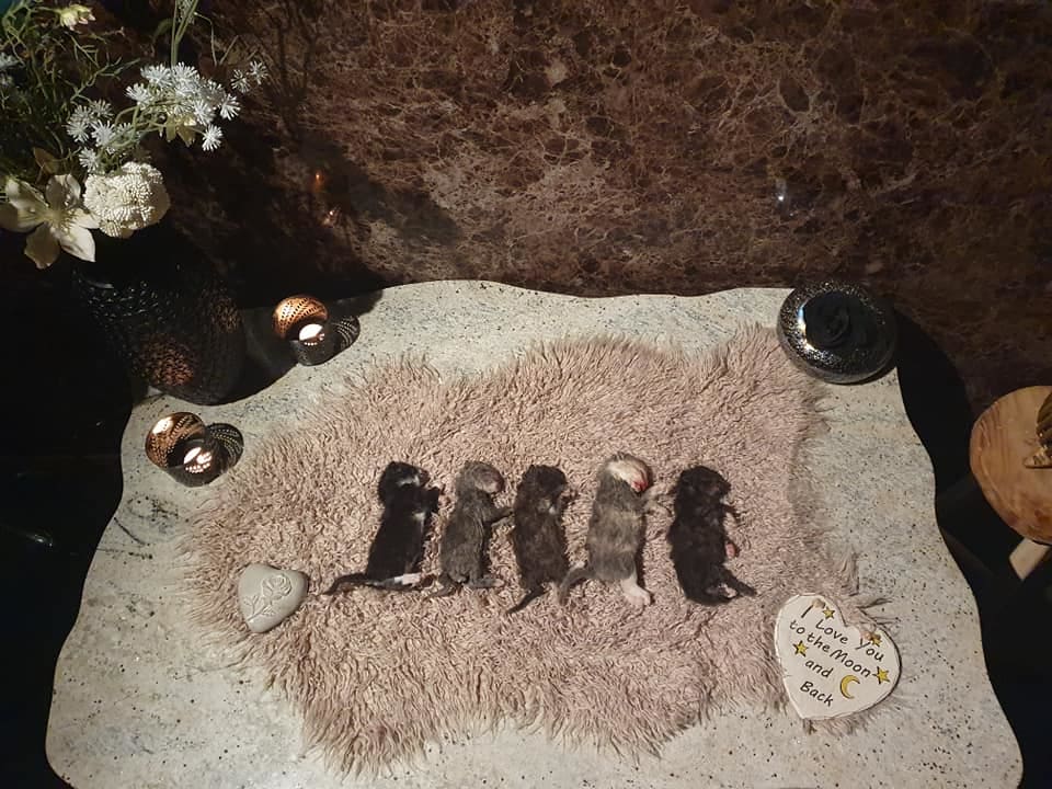 Kittens gruwelijk om het leven gebracht: 'Schedeltjes moedwillig ingeslagen'