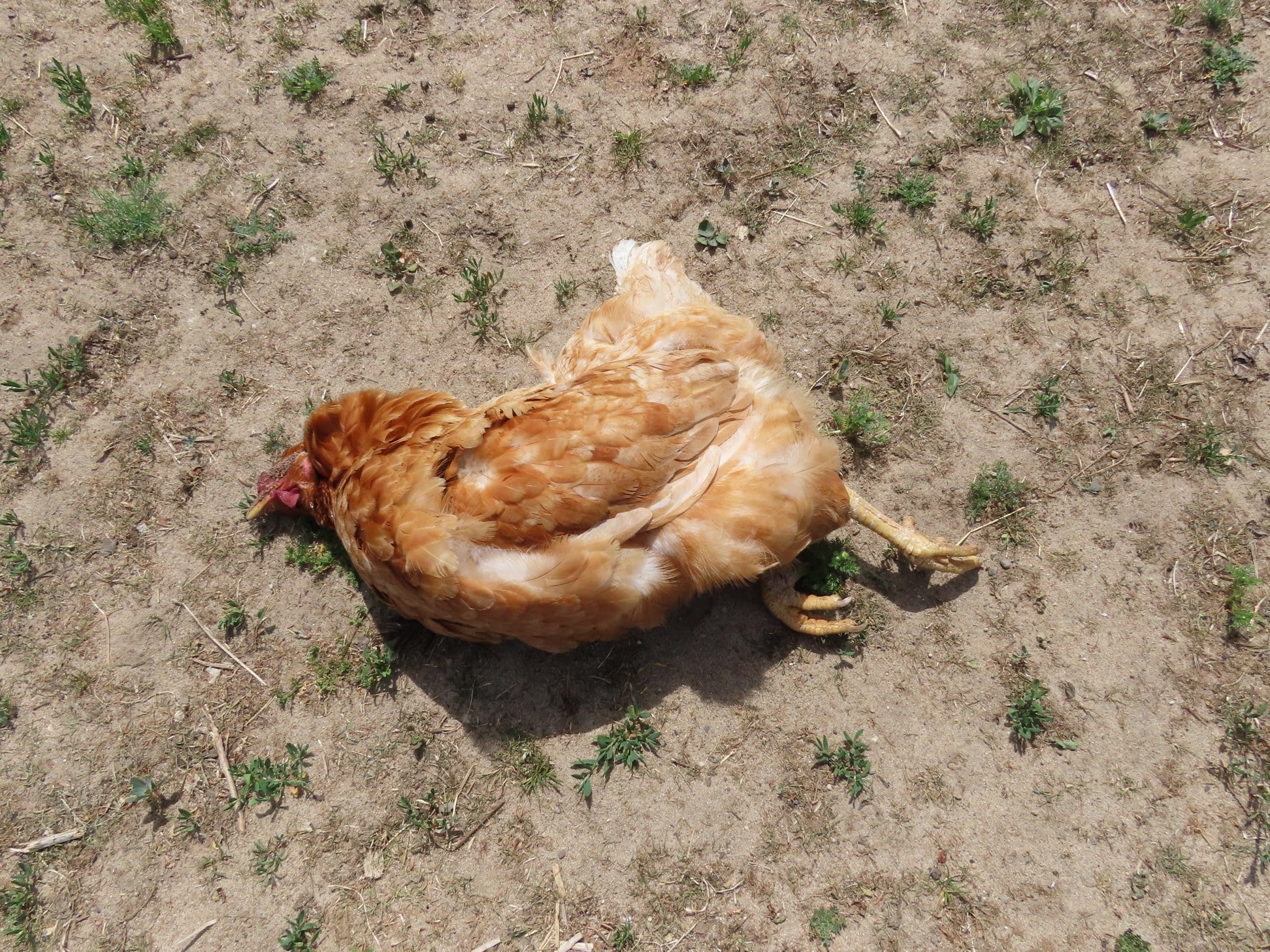 Dierenopvang verlaat terrein na zoveelste dierenmishandeling: 'Dit is echt een trap in mijn ziel'