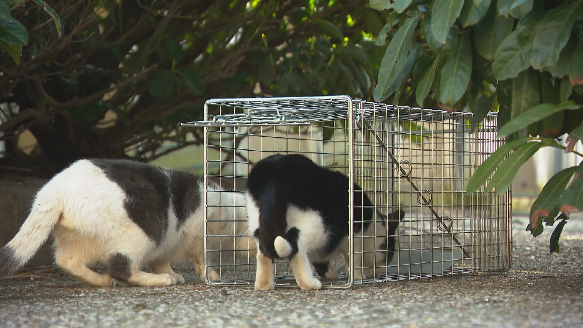 Enorme overlast door honderden zwerfkatten in Nederland, stichting gaat ze vangen