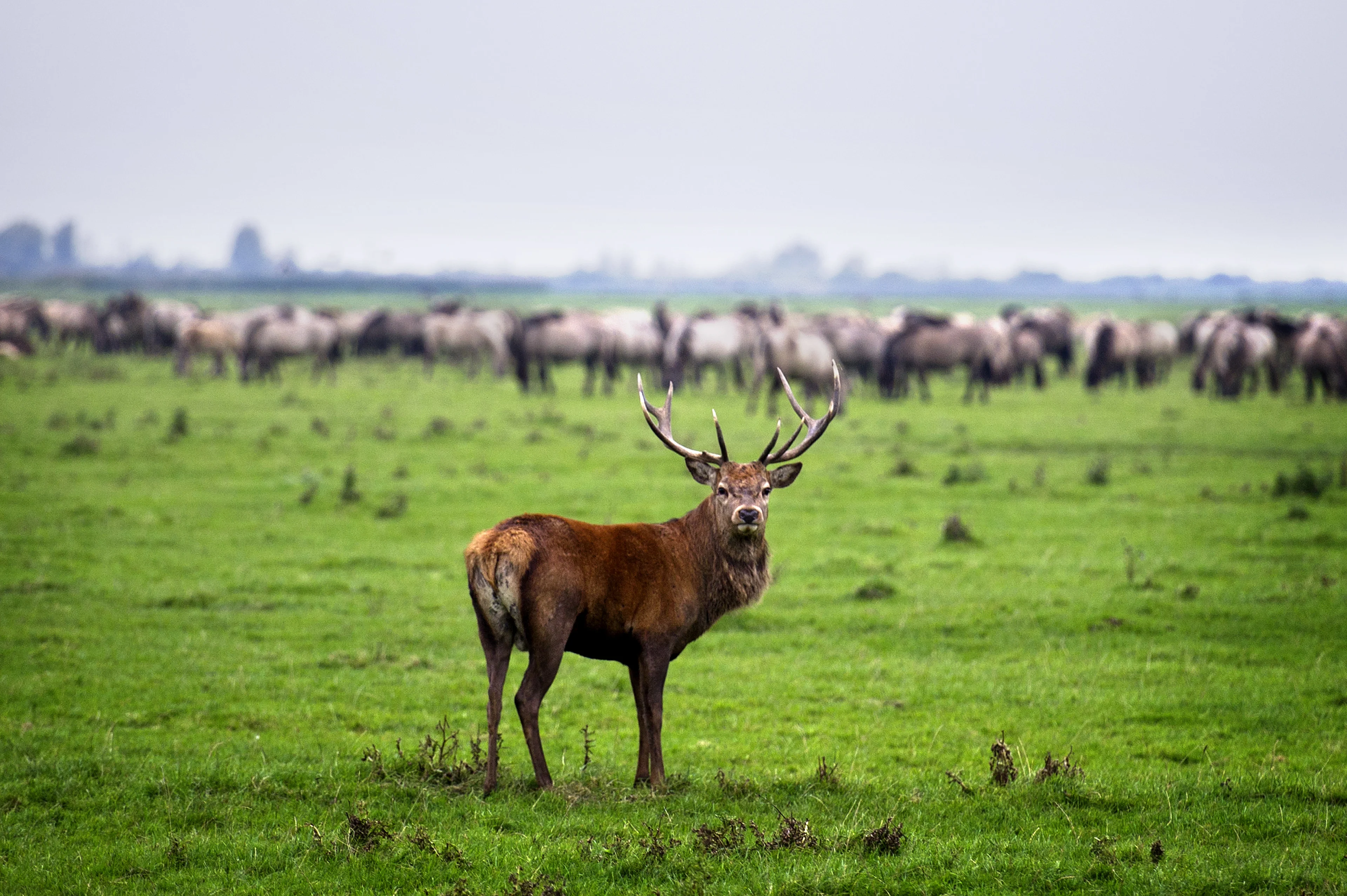 Slechts plek voor vijfhonderd herten in Oostvaardersplassen: Staatsbosbeheer moet er 1400 doden