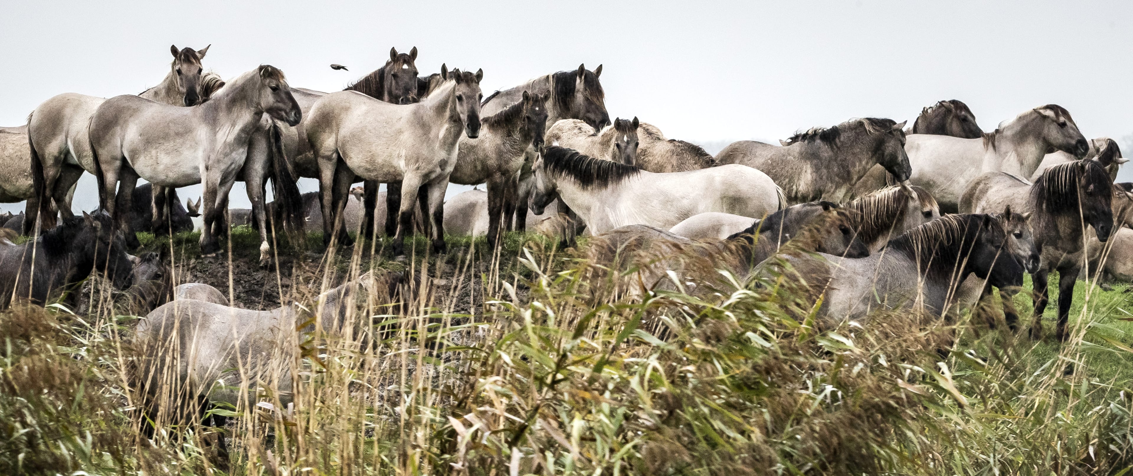 Staatsbosbeheer mag konikpaarden uit Oostvaardersplassen naar slachterij brengen