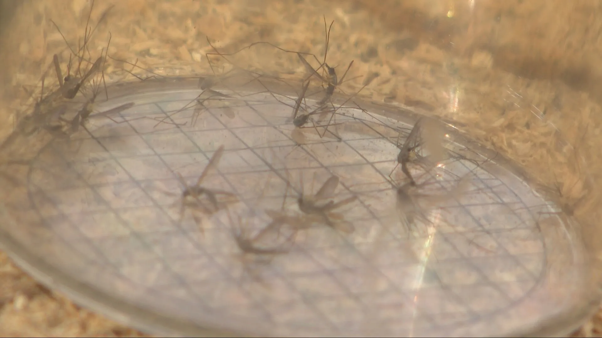 Deze mug rukt op door zachte winter en brengt gevaar voor ziektes mee