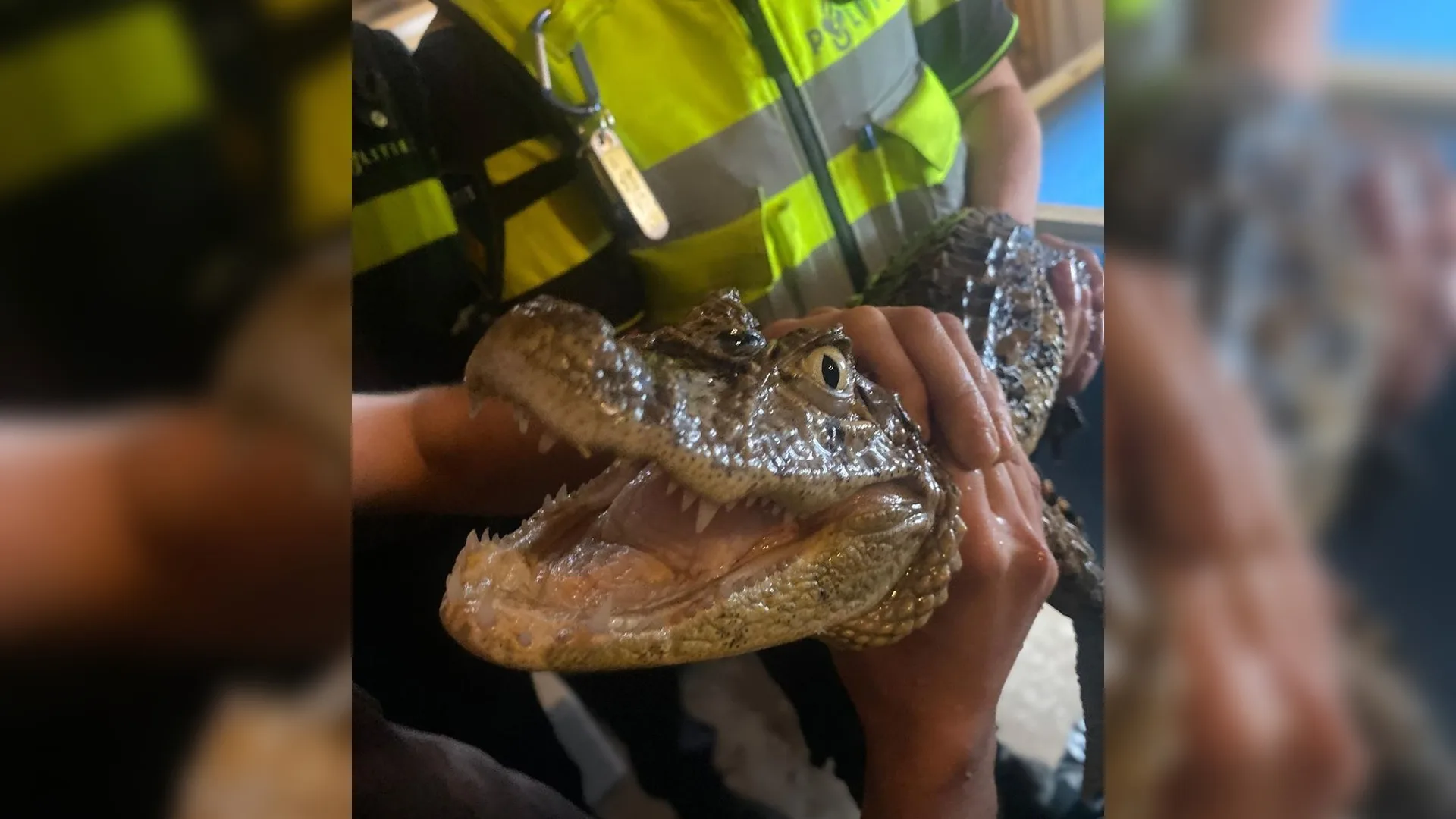 Ontsnapte slangen leiden tot loods met reptielen: tientallen dieren in beslag genomen