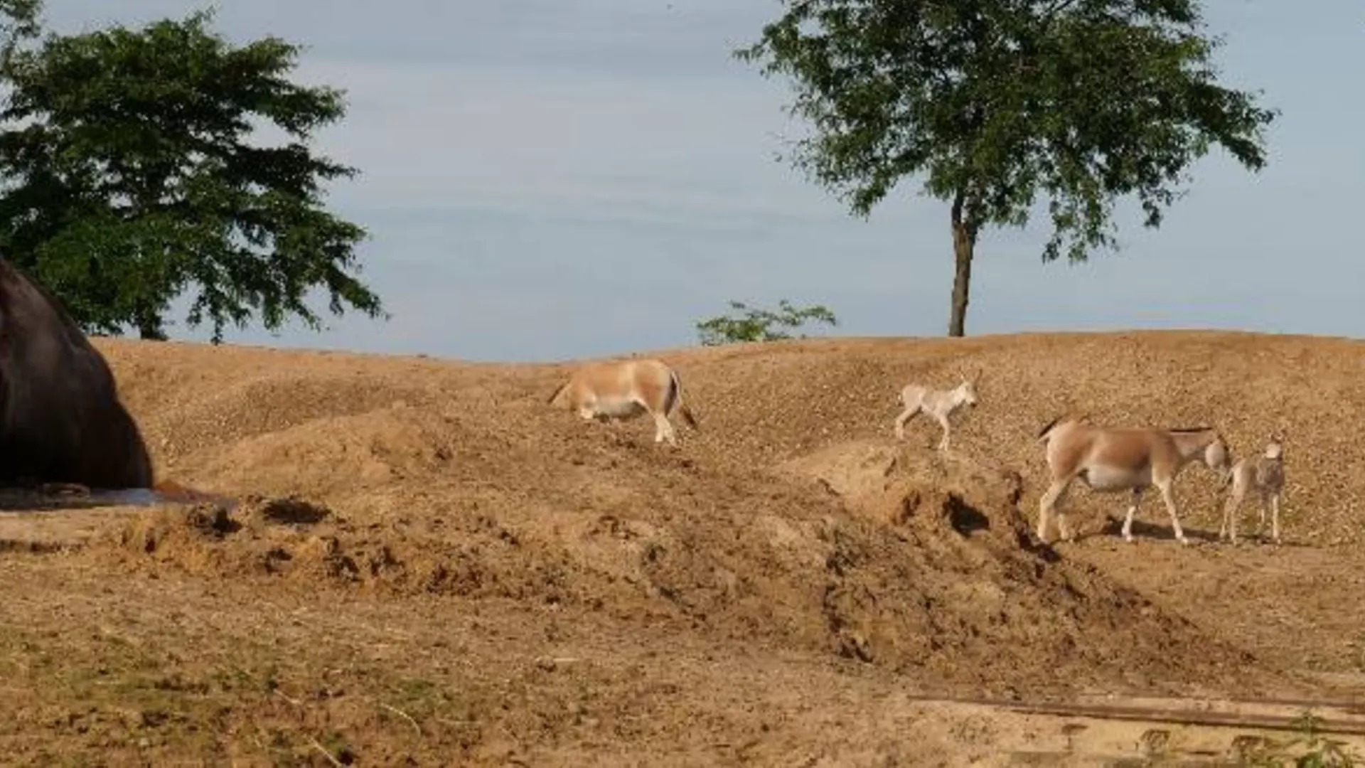 Twee onagers geboren in Wildlands Emmen