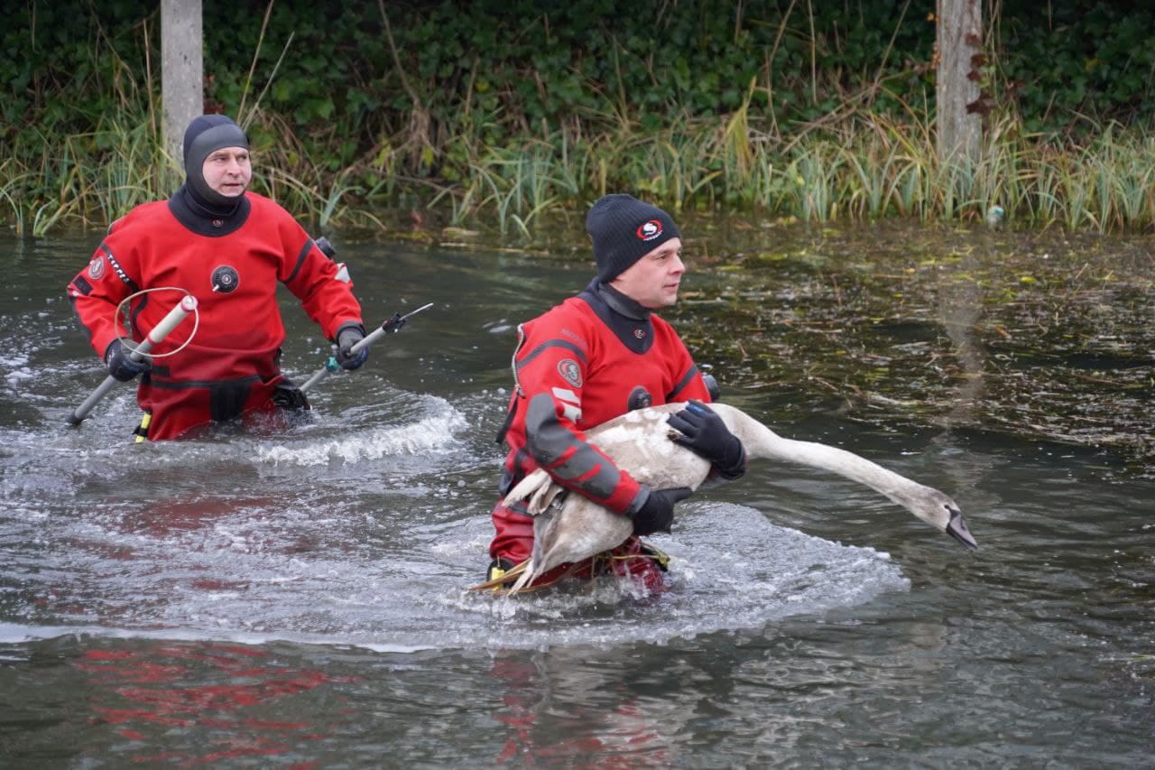 Brandweer redt jonge zwaan met ontstoken poot uit water in Groningen