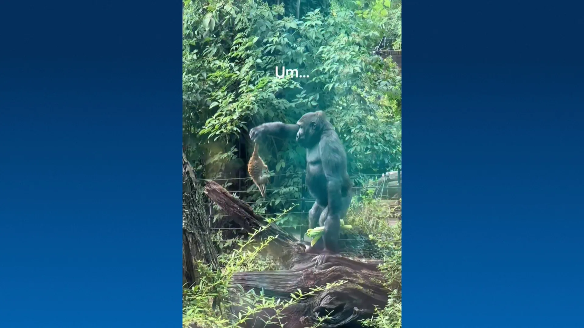 Gorilla die stokstaartje vastpakt en laat vallen in ARTIS gaat viraal