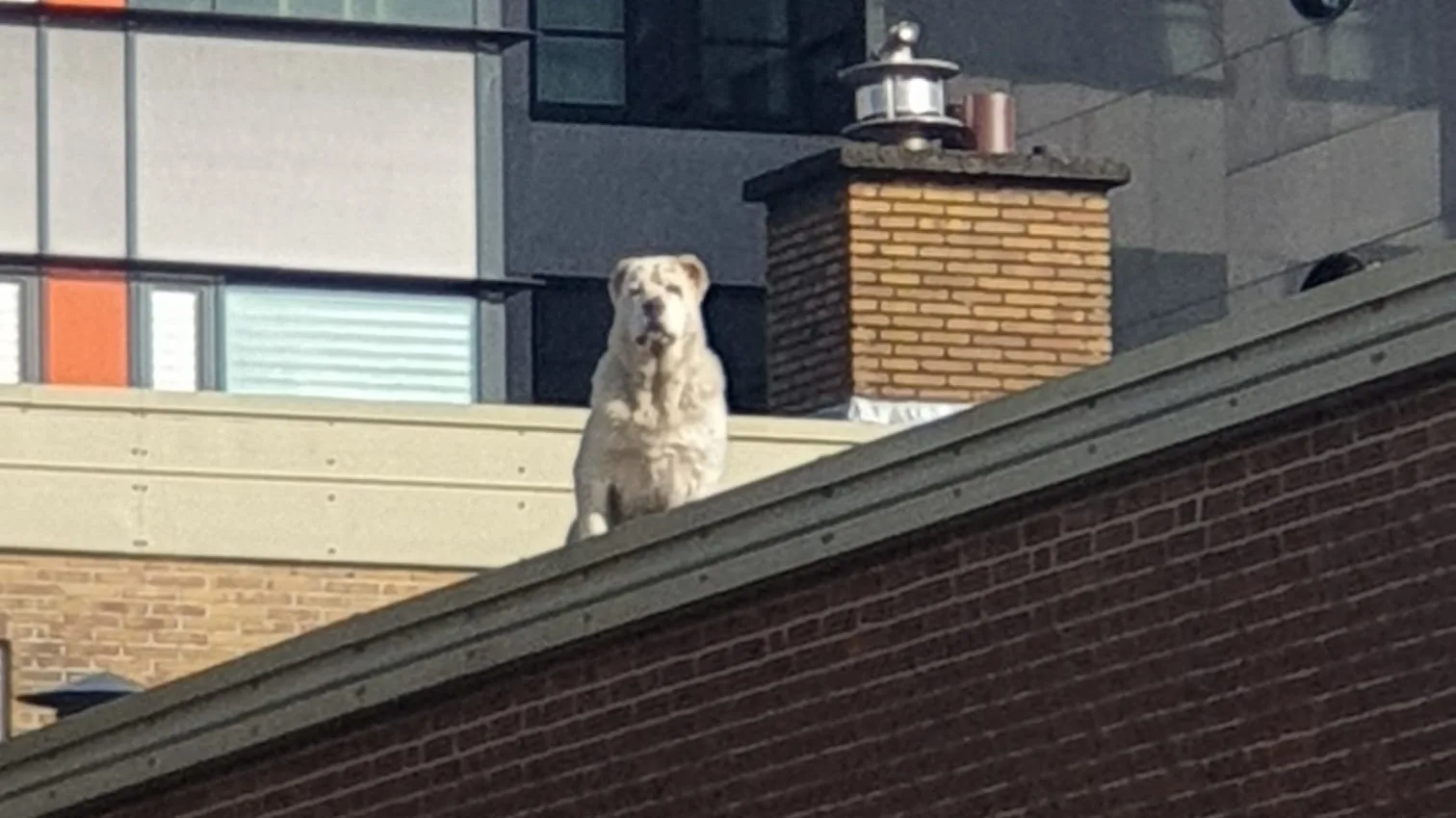 Winonah ontdekt hond die al maanden bovenop dak leeft: 'Wat doet dat beest daar?!'