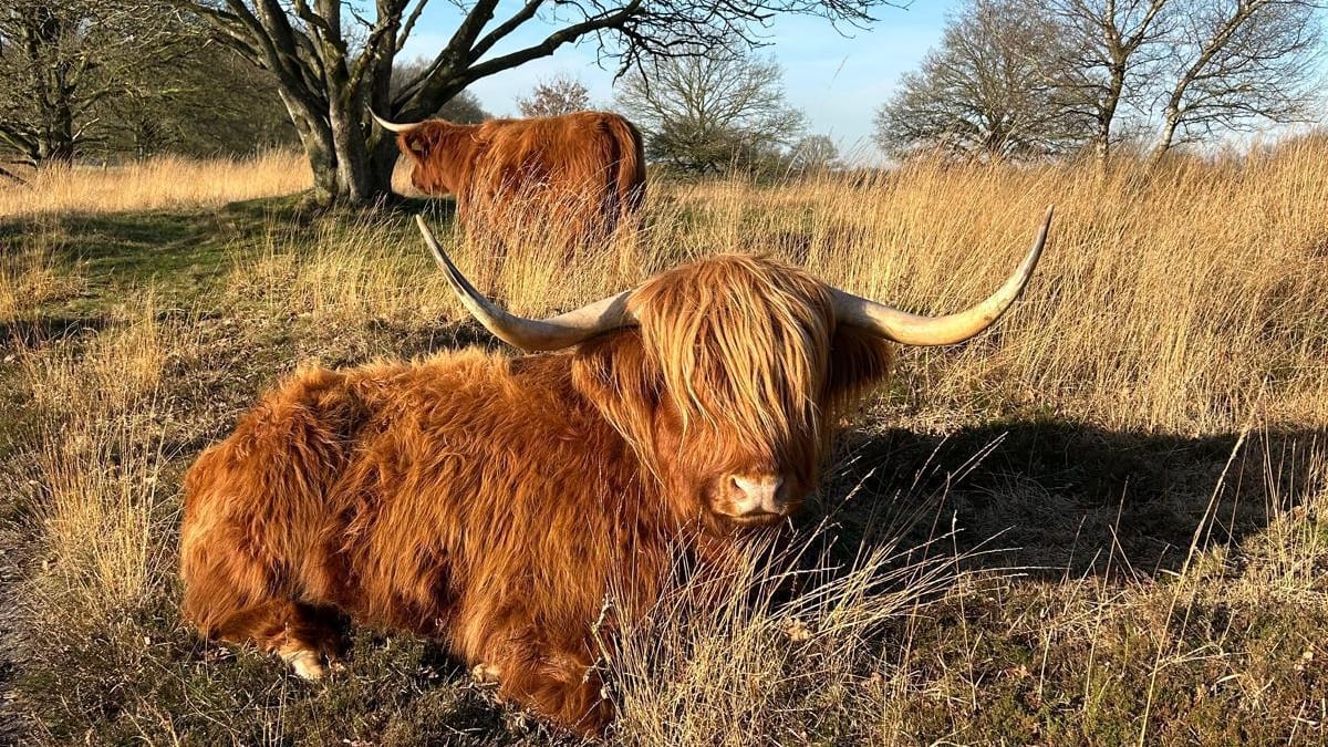 Schotse Hooglanders vallen wandelaars aan in Drenthe: ‘Kwijl vloog in het rond’