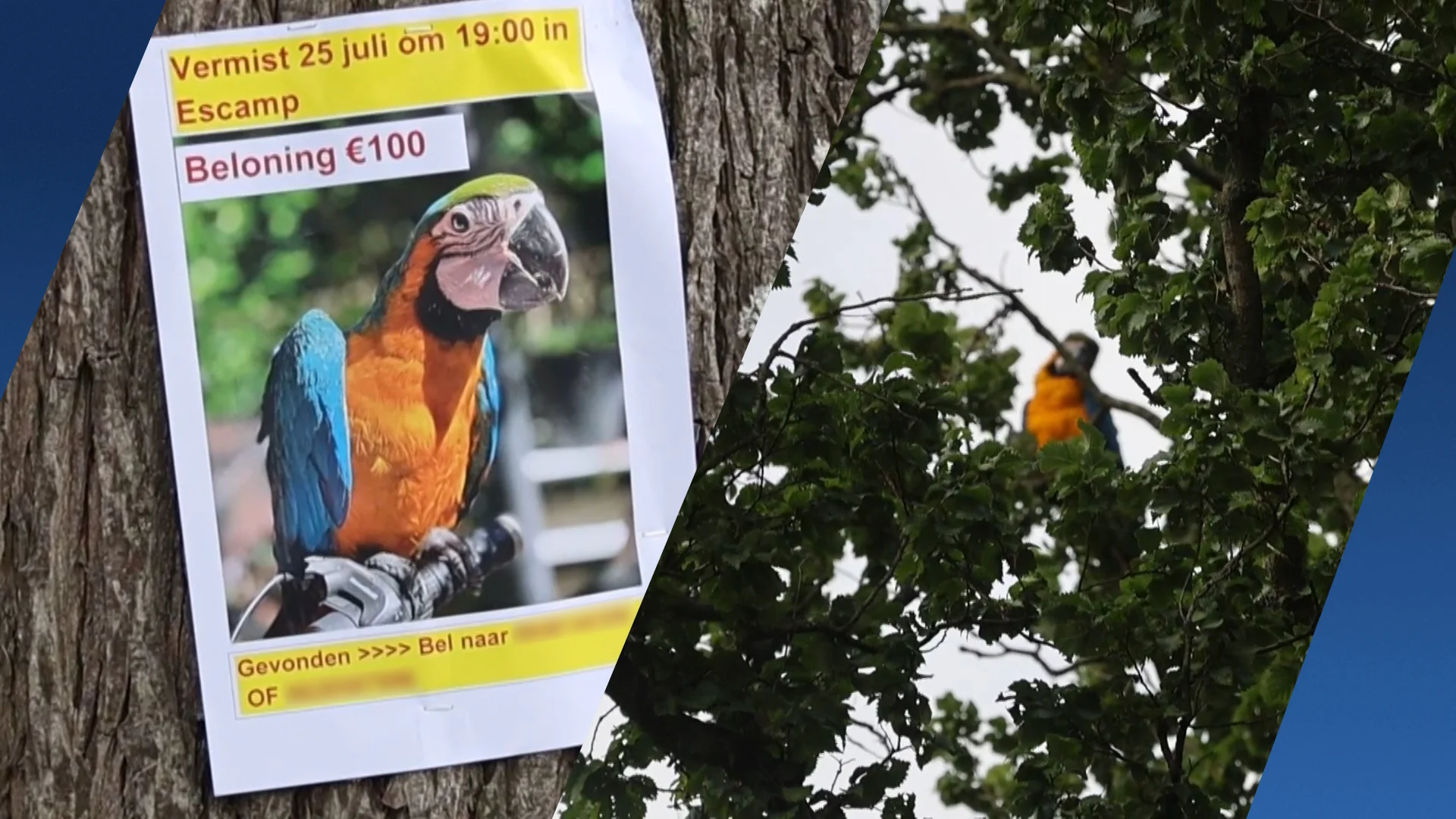 Vermiste papegaai na zoektocht gevonden en gevangen met hoogwerker