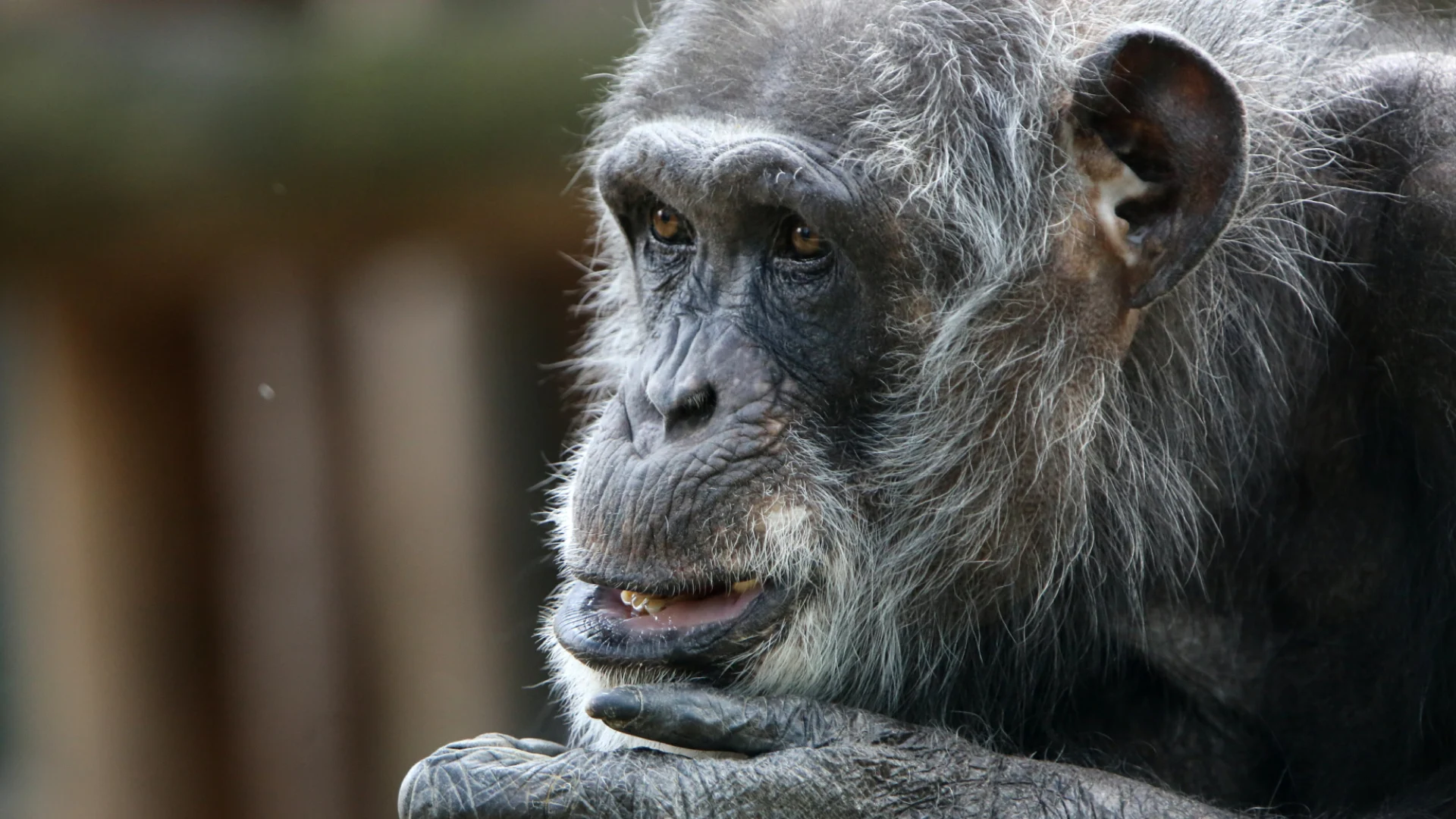Dierenorganisaties willen inzage in 'ongeloofwaardig' rapport doodschieten chimpansees Mike en Karibuna