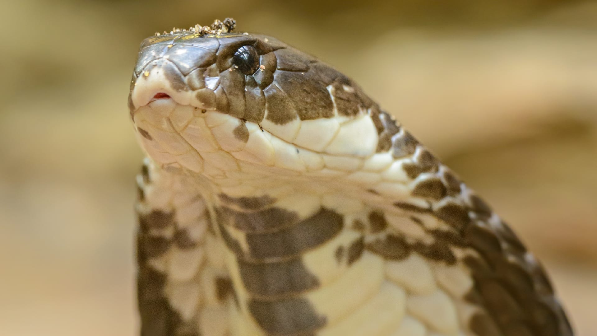 Cobra bijt in penis van Nederlandse toerist tijdens safari in Zuid-Afrika