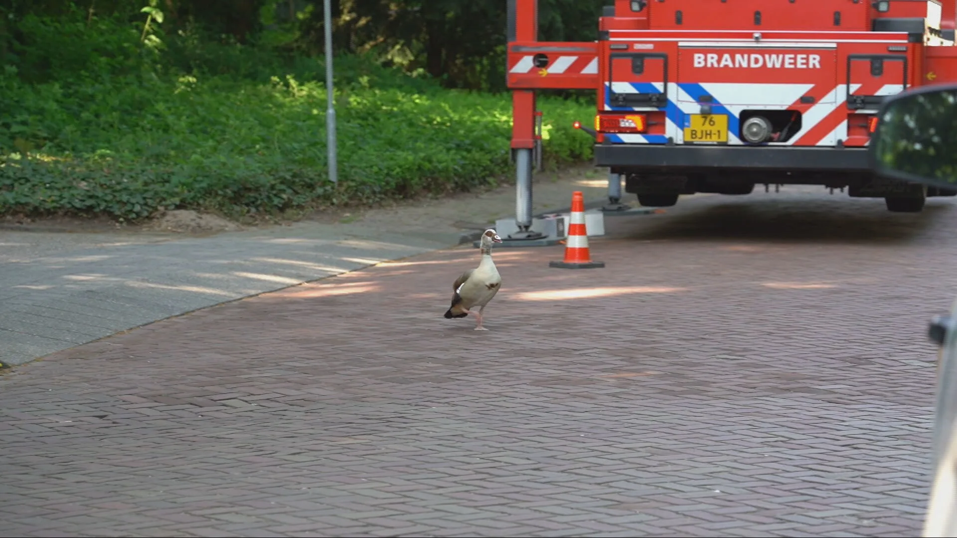 Brandweer rukt uit met hoogwerker voor ganzenfamilie in Dongen